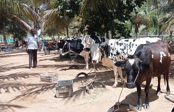 ಸಂತೇಮರಹಳ್ಳಿಯ ಹೆಗ್ಗವಾಡಿಪುರ ಗ್ರಾಮದ ಎನ್‌ರಿಚ್ ಮಹದೇವಸ್ವಾಮಿ ಅವರ ಹೈನೋದ್ಯಮ