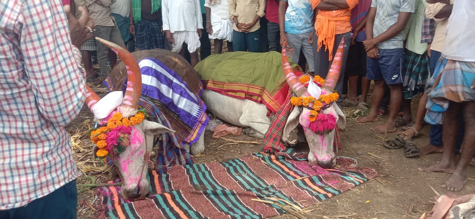 ಜೋಡೆತ್ತಿನ ಬಂಡಿ ಬಾವಿಗೆ ಬಿದ್ದು ಎತ್ತುಗಳ ಸಾವು 