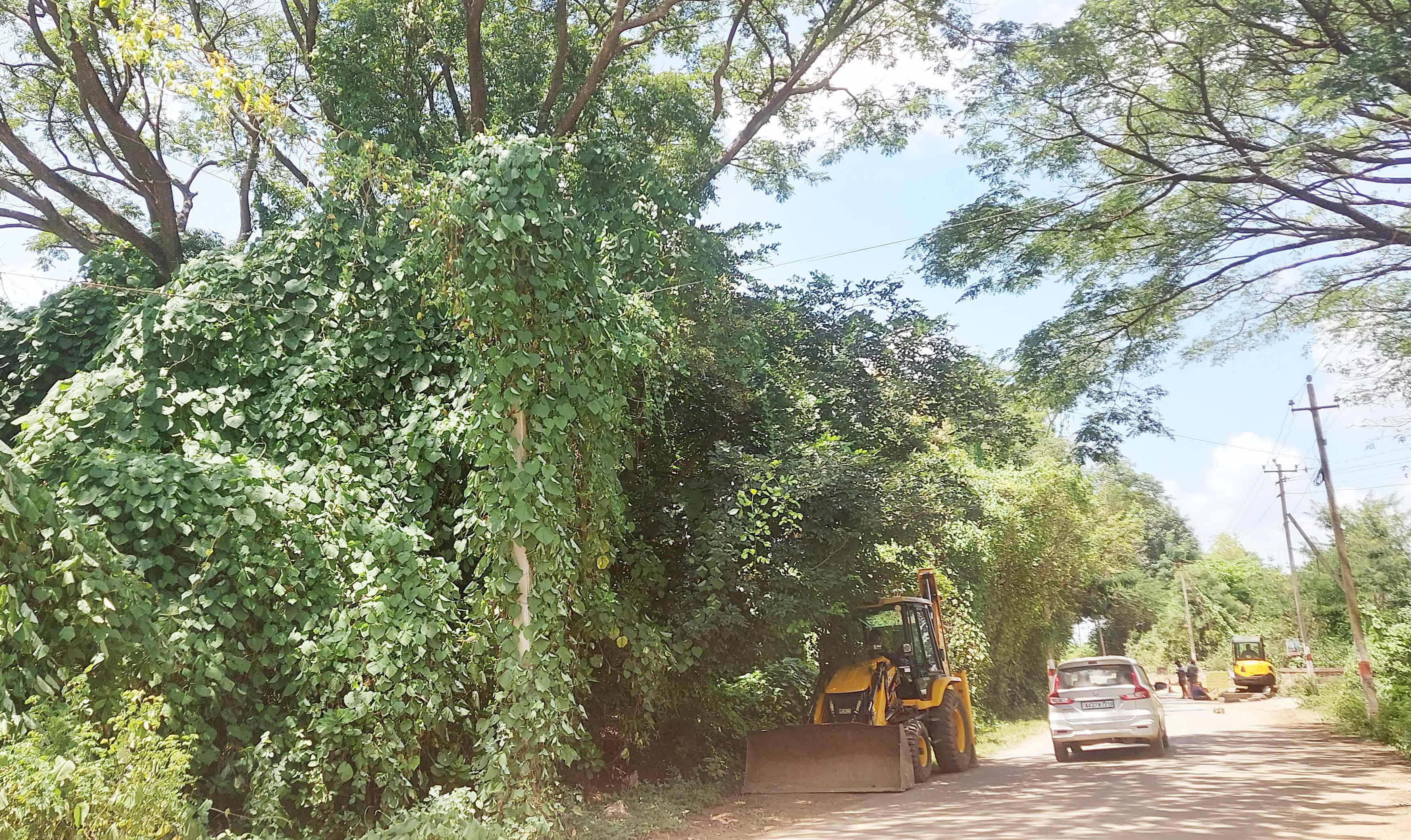 ಶಿಗ್ಗಾವಿ ಪಟ್ಟಣದಿಂದ ಗಂಗೇಬಾವಿಗೆ ಹೋಗುವ ರಸ್ತೆಯಲ್ಲಿ ವಿದ್ಯುತ್ ಕಂಬಗಳಿಗೆ ಎಲೆ ಬಳ್ಳಿ ಸುತ್ತಿ ಕಂಬ ಕಾಣದಂತಾಗಿದೆ