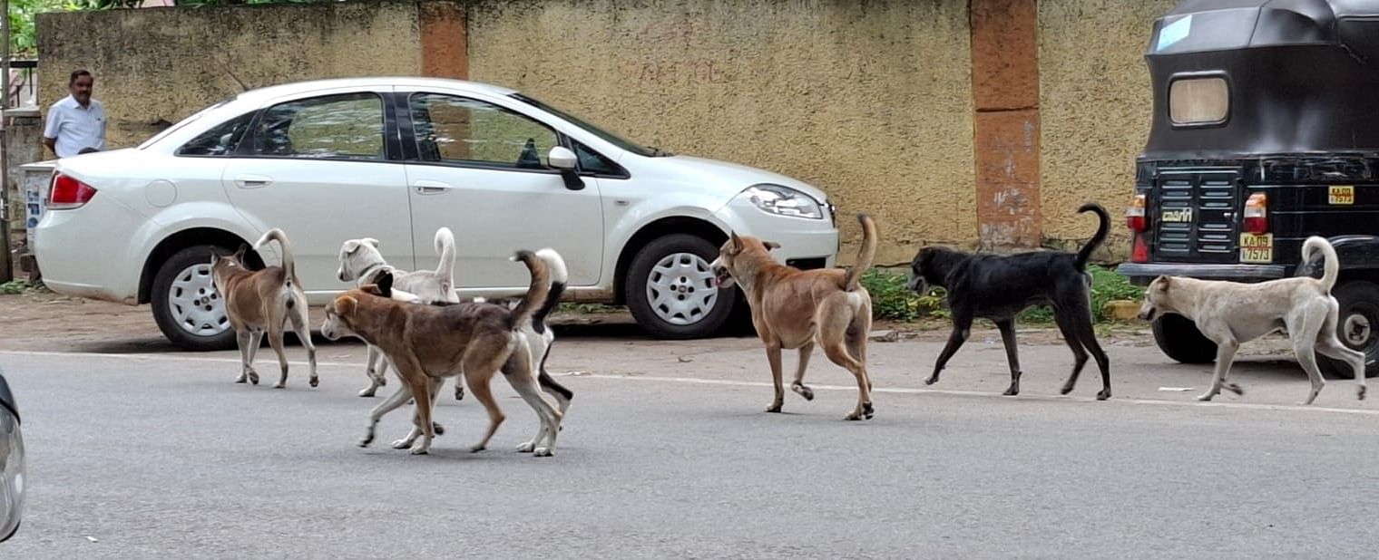 ಮೈಸೂರಿನ ಎಂಜಿನಿಯರ್‌ಗಳ ಸಂಸ್ಥೆ ಬಳಿ ಕಂಡುಬಂದ ಬೀದಿನಾಯಿಗಳು –ಪ್ರಜಾವಾಣಿ ಚಿತ್ರ: ಹಂ‍ಪಾ ನಾಗರಾಜ್