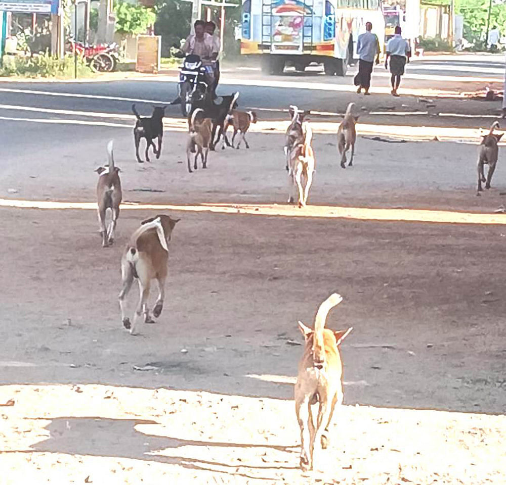 ಶ್ರೀರಾಂಪುರ ಸಮೀಪದ ಬೆಲಗೂರು ಗ್ರಾಮದ ಮುಖ್ಯರಸ್ತೆಯಲ್ಲಿ ಬೀದಿನಾಯಿಗಳು ಗುಂಪಾಗಿ ಸಂಚರಿಸುತ್ತಿರುವುದು