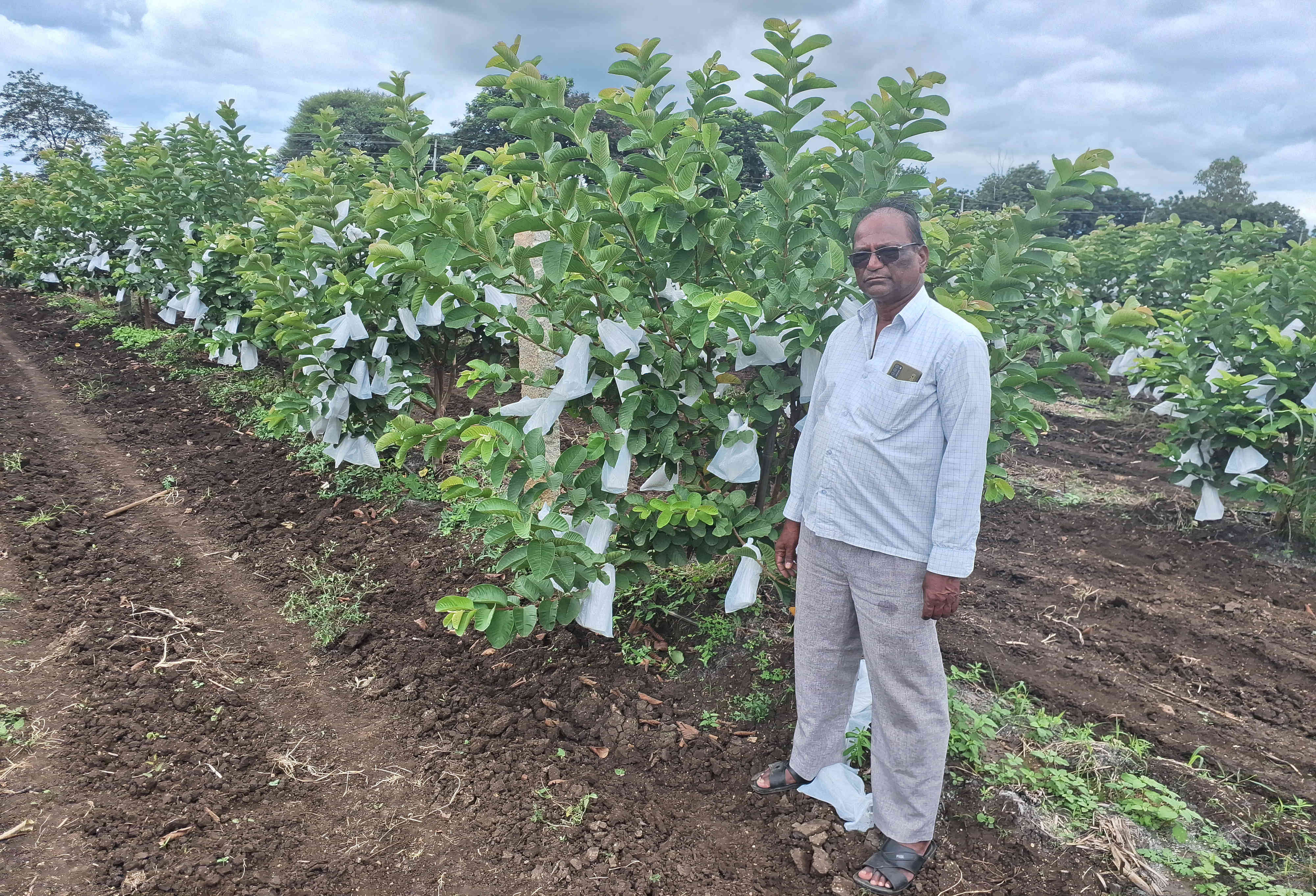 ತಿಕೋಟಾ ತಾಲ್ಲೂಕಿನ ಸೋಮದೇವರಹಟ್ಟಿ ಕ್ರಾಸ್ ಹತ್ತಿರ ಜತ್ತ-ವಿಜಯಪುರದ ರಾಜ್ಯ ಹೆದ್ದಾರಿಯ ಪಕ್ಕ ಇರುವ ತಮ್ಮ ಪೇರಲ ತೋಟದಲ್ಲಿ ರೈತ ಮಲ್ಲಿಕಾರ್ಜುನ ಬನಪ್ಪಾ ಮೇತ್ರಿ 