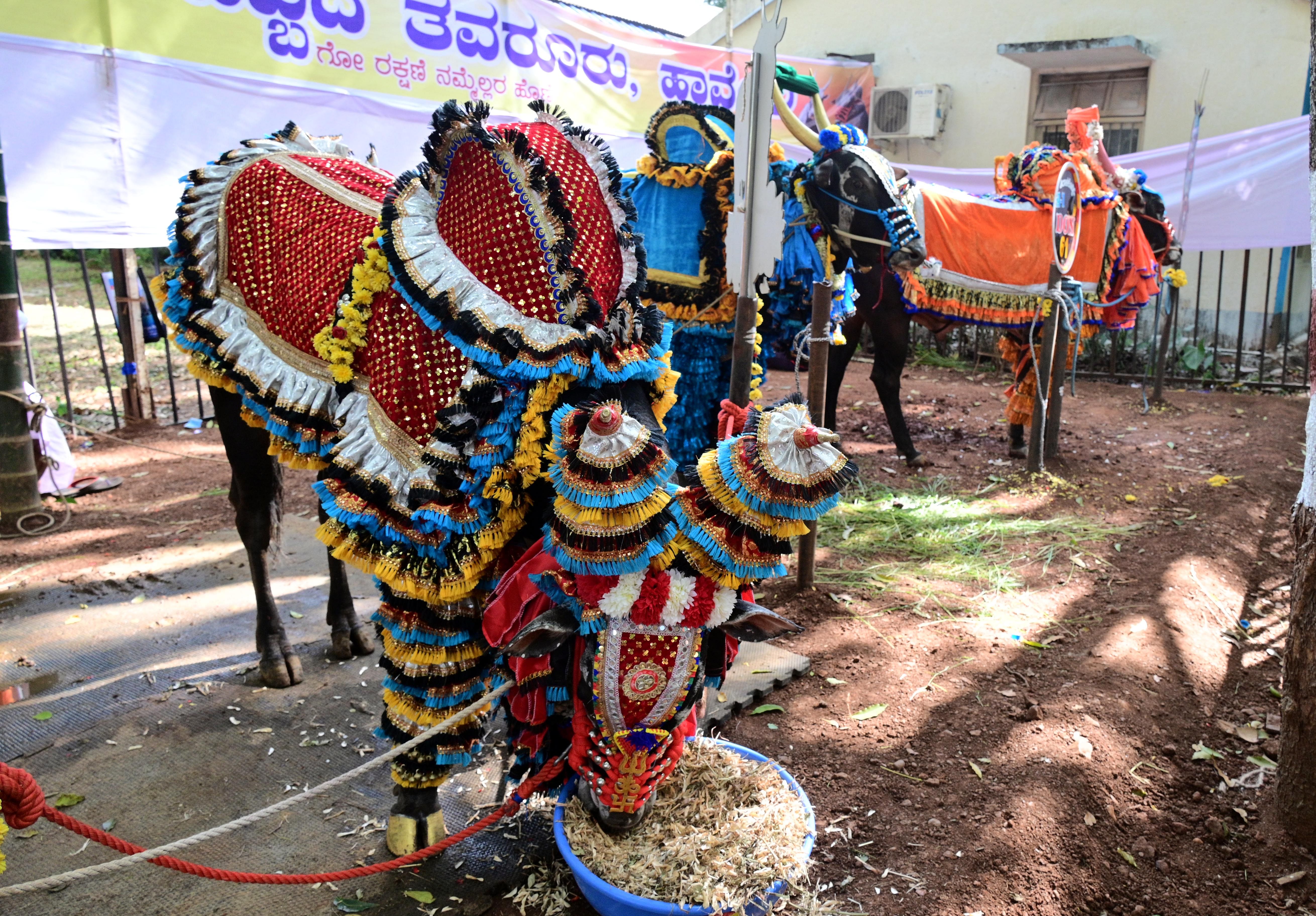 ಧಾರವಾಡ ಕೃಷಿ ವಿಶ್ವವಿದ್ಯಾಲಯದ ಕೃಷಿಮೇಳದಲ್ಲಿ ವಿಶೇಷ ಅಲಂಕಾರದಿಂದ ಕಂಗೊಳಿಸಿದ ಹೋರಿಗಳು
–ಪ್ರಜಾವಾಣಿ ಚಿತ್ರ: ಗೋವಿಂದರಾಜ ಜವಳಿ