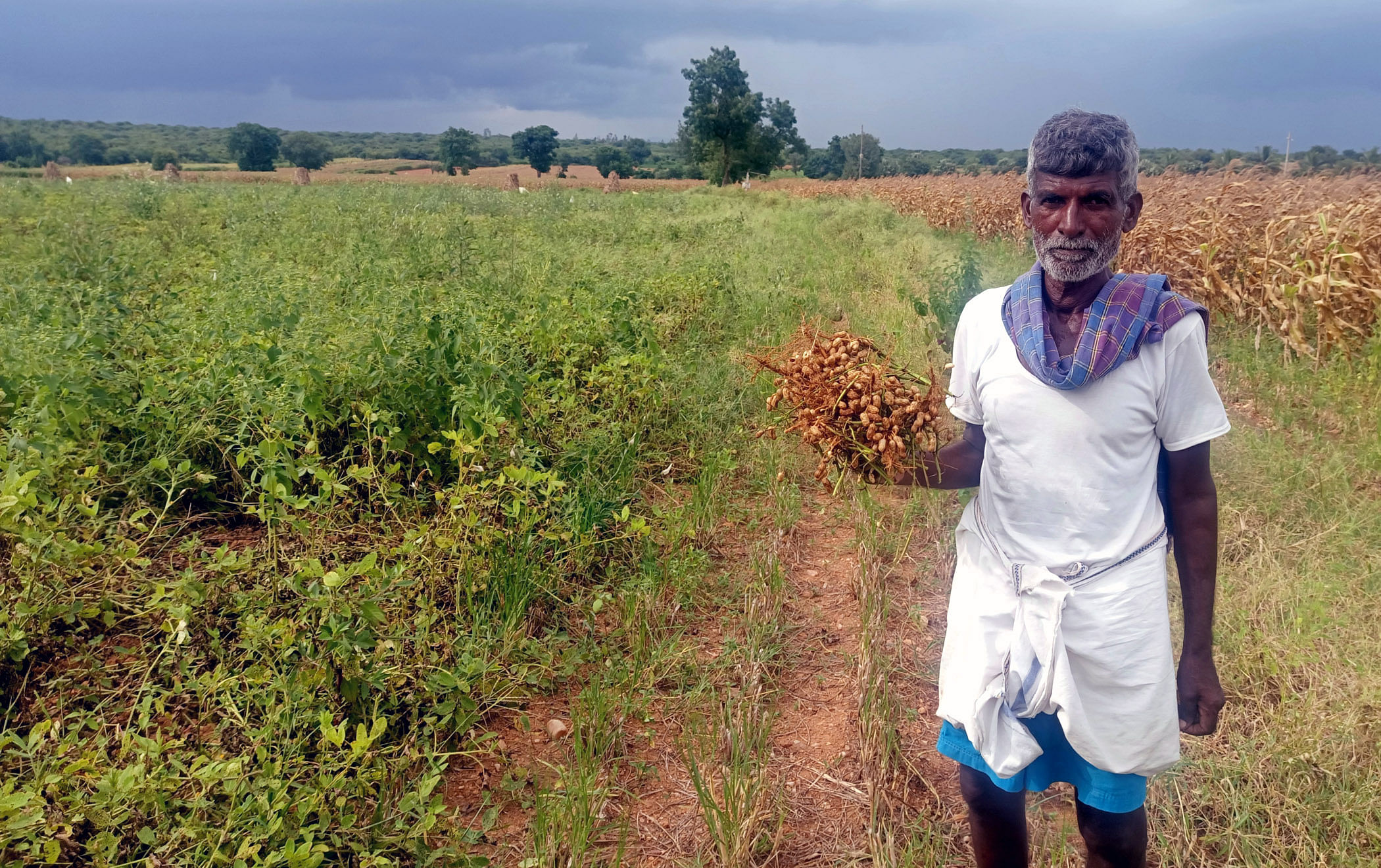 ಹರಪನಹಳ್ಳಿ ತಾಲ್ಲೂಕು ಹುಲಿಕಟ್ಟೆ ಗ್ರಾಮದ ಸಮೀಪ ಬೆಳೆದು ಕಟಾವು ಮಾಡುತ್ತಿದ್ದ ಶೇಂಗಾ ಬಳ್ಳಿಯನ್ನು ರೈತ ಶೇಖರಪ್ಪ ಪ್ರದರ್ಶಿಸಿದರು