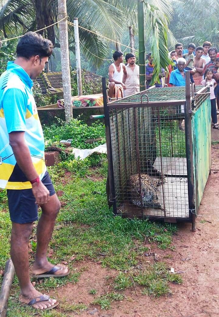 ಮೂಡುಬಿದಿರೆ ಸಮೀಪದ ಕಲ್ಲಮುಂಡ್ಕೂರಿನಲ್ಲಿ ಮಂಗಳವಾರ ಬೋನಿನಲ್ಲಿ ಸೆರೆಯಾದ ಚಿರತೆ  