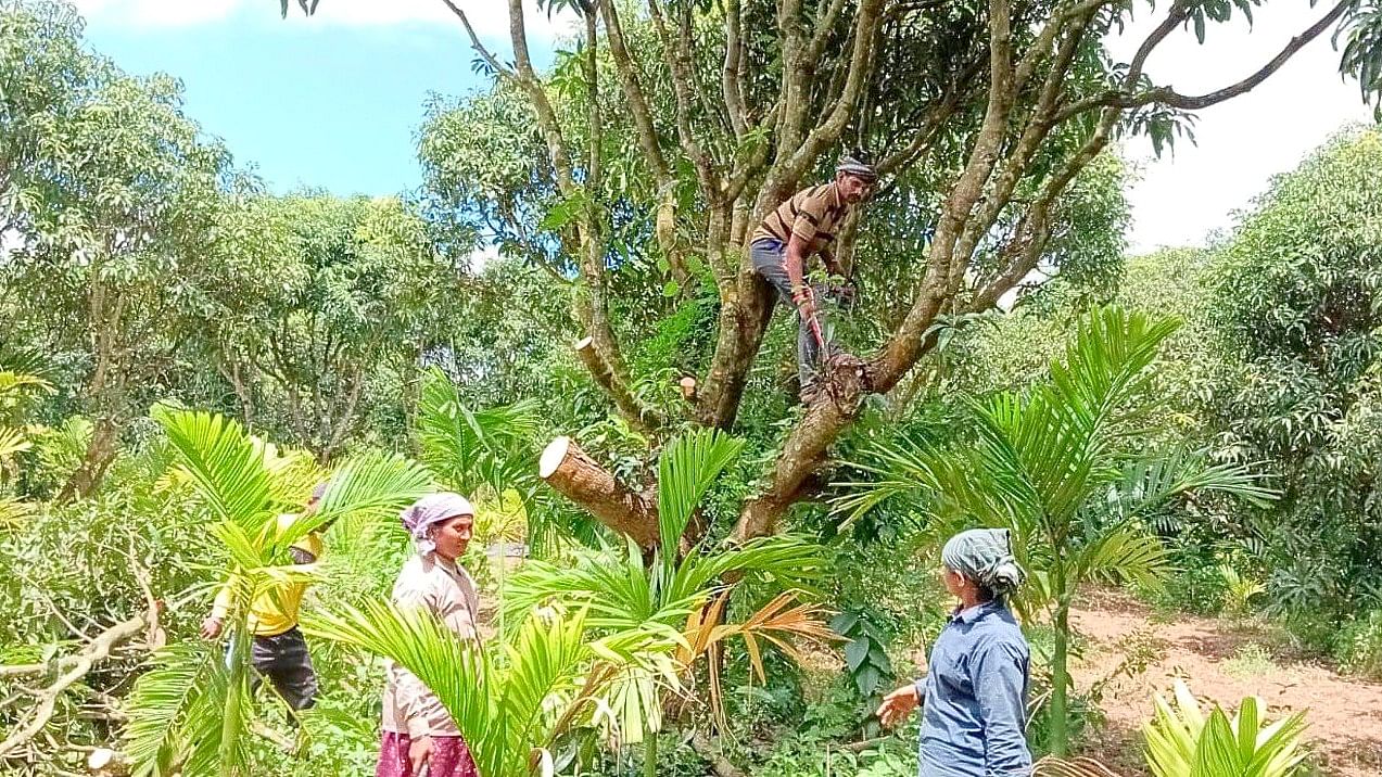 ಹಾನಗಲ್ ತಾಲ್ಲೂಕಿನ ರೈತ ಮಾರುತಿ ಶಿಡ್ಲಾಪೂರ ತಮ್ಮ 5 ಎಕರೆ ಮಾವಿನ ತೋಟದ ಮಾವಿನ ಗಿಡಗಳನ್ನು ತೆರವುಗೊಳಿಸಿದರು