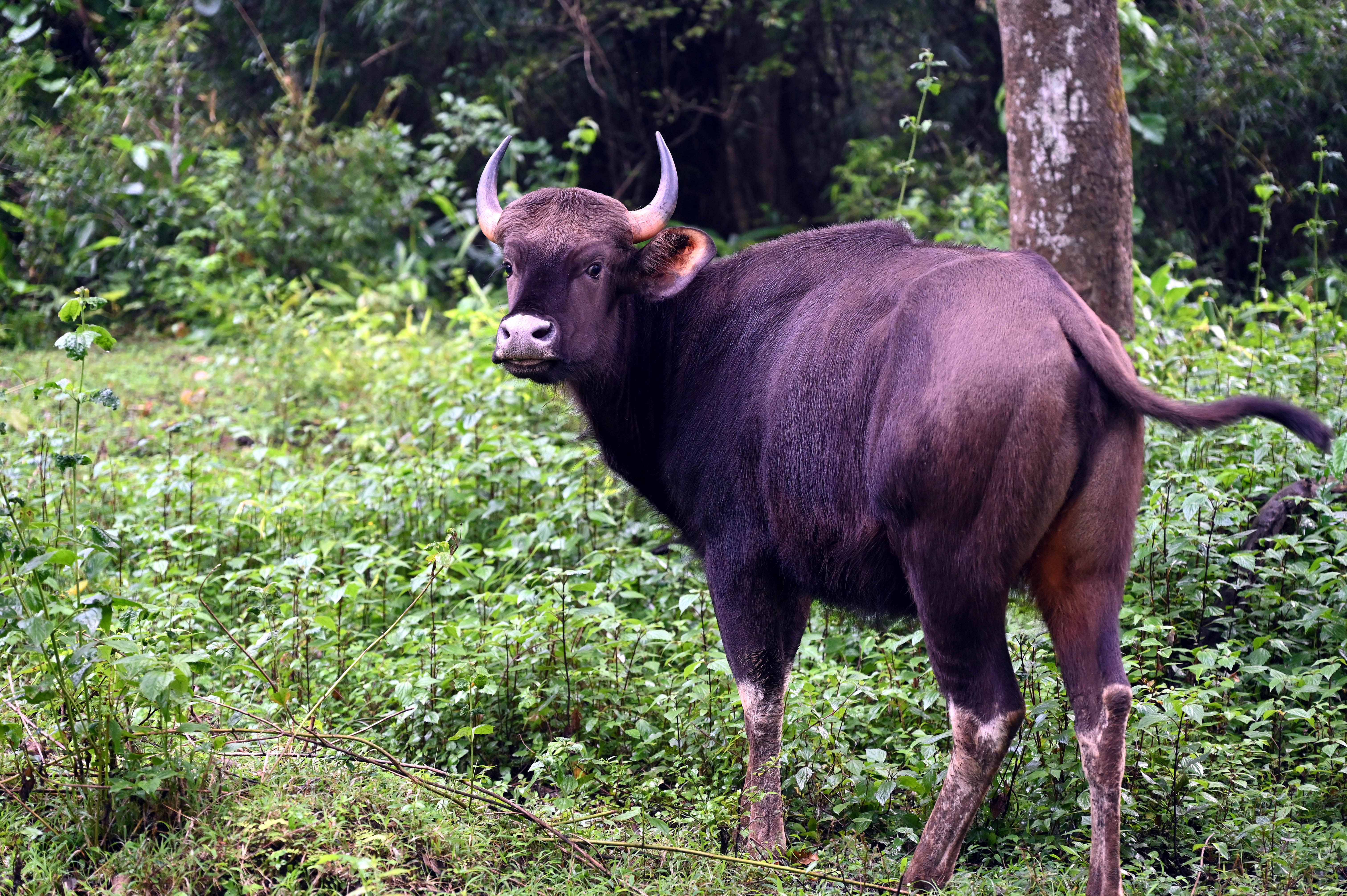 ಭದ್ರಾ ಹುಲಿ ಸಂರಕ್ಷಿತ ಪ್ರದೇಶದಲ್ಲಿರುವ ಕಾಟಿ