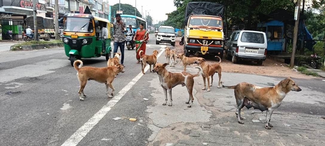 ಕುಣಿಗಲ್‌ನ ಪ್ರಮುಖ ಬೀದಿಗಳಲ್ಲಿ ನಾಯಿಗಳ ಹಿಂಡು 