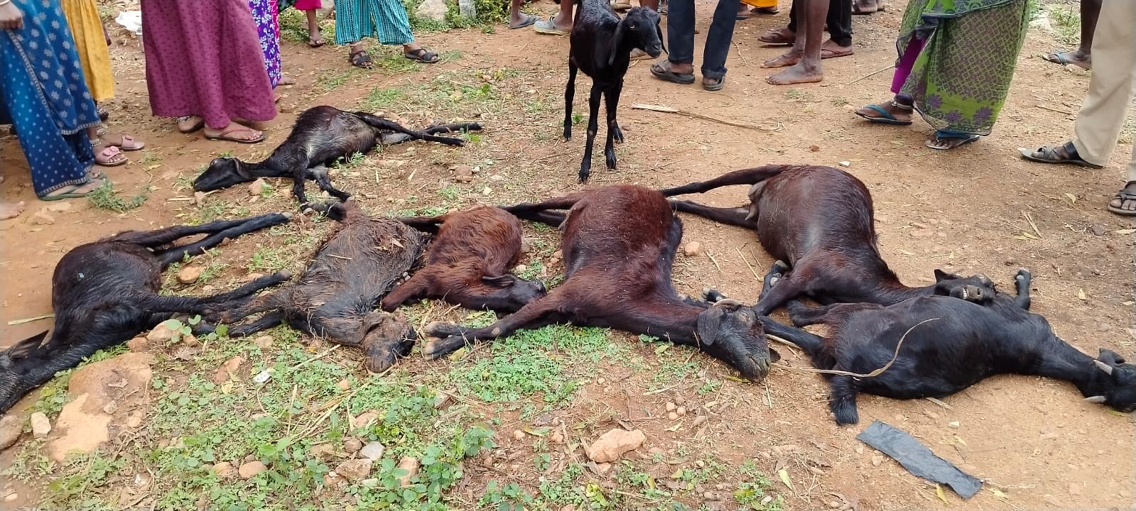 ಹೊಸಕೋಟೆ ಗ್ರಾಮದಲ್ಲಿ ವಿಷಪೂರಿತ ಆಹಾರ ಸೇವಿಸಿಹನ್ನೊಂದು ಮೇಕೆಗಳು ಸ್ಥಳದಲ್ಲೇ ಮೃತಪಟ್ಟಿರುವ ಘಟನೆ ನಡೆದಿದೆ.