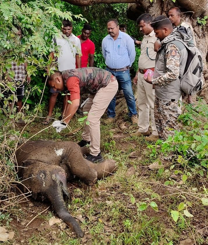 ಬಂಡೀಪುರ ಹುಲಿ ಸಂರಕ್ಷಿತ ಪ್ರದೇಶದ ಕುಂದಕೆರೆ ವಲಯ ವ್ಯಾಪ್ತಿಯಲ್ಲಿ ಹುಲಿ ದಾಳಿಯಿಂದ ಮರಿಯಾನೆ ಮೃತಪಟ್ಟಿರುವುದನ್ನು ವೈದ್ಯರು ಪರಿಕ್ಷೀಸಿದರು