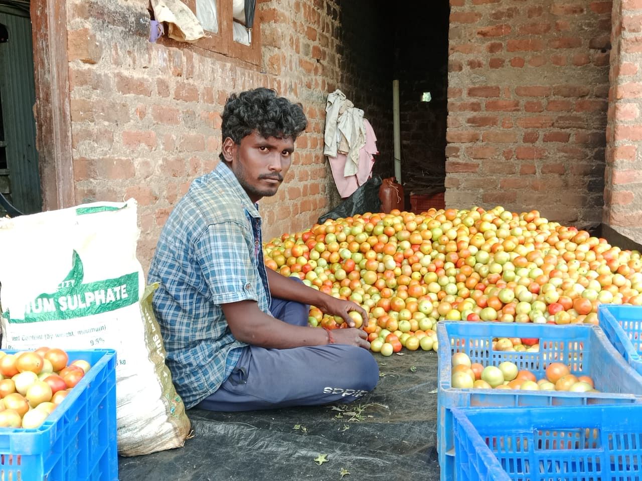 ಕಿತ್ತಿರುವ ಟೊಮೆಟೊವನ್ನು ಮಾರುಕಟ್ಟೆಗೆ ಕೊಂಡೊಯ್ಯಲು ಸಜ್ಜಾಗುತ್ತಿರುವ ಗುಡಿಬಂಡೆ ತಾಲ್ಲೂಕಿನ ಕೊಂಡರೆಡ್ಡಿ ಹಳ್ಳಿ ರೈತ ಗಣೇಶ್