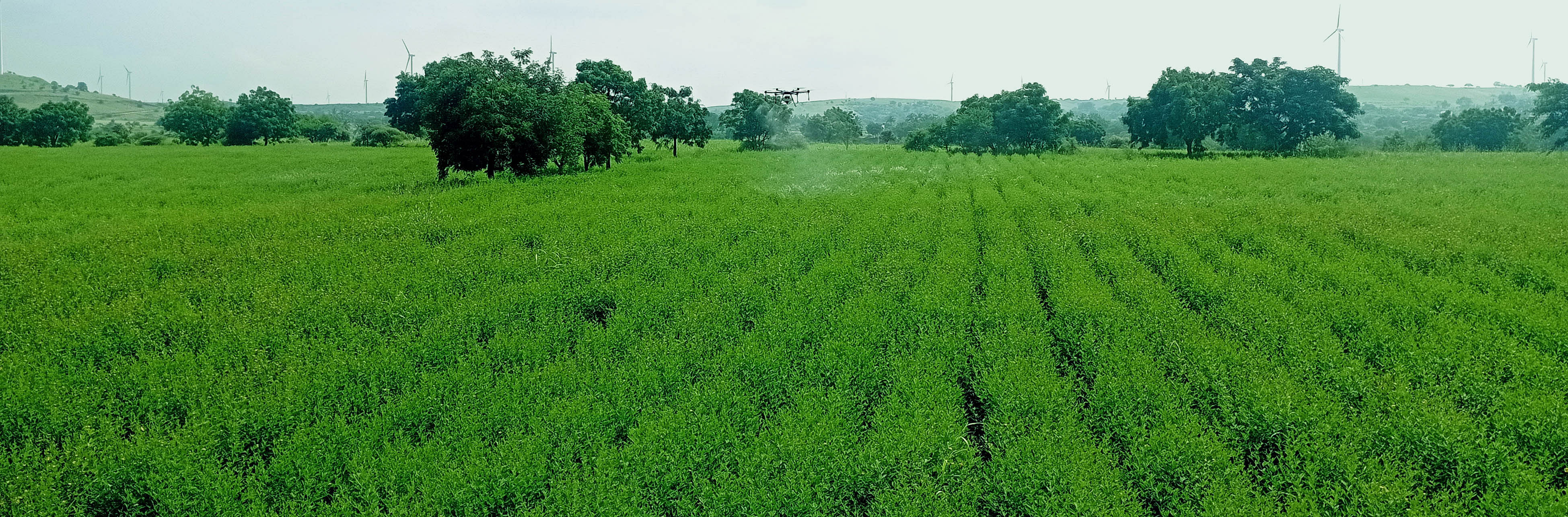 ಹೊರ್ತಿ ಸಮೀಪದ ಇಂಚಗೇರಿ ಗ್ರಾಮದ ತೊಗರಿ ಹೊಲ (ಮಹಾದೇವ ಬನ್ನಿ)ವೊಂದರ ಹೊಲದಲ್ಲಿ ಭಾನುವಾರ ತೊಗರಿ ಬೆಳೆಗೆ ಡ್ರೋನ್‌ ಮೂಲಕ ಕೀಟ ನಾಶಕಕ್ಕೆ ಸಿಂಪಡಿಸಲಾಯಿತು