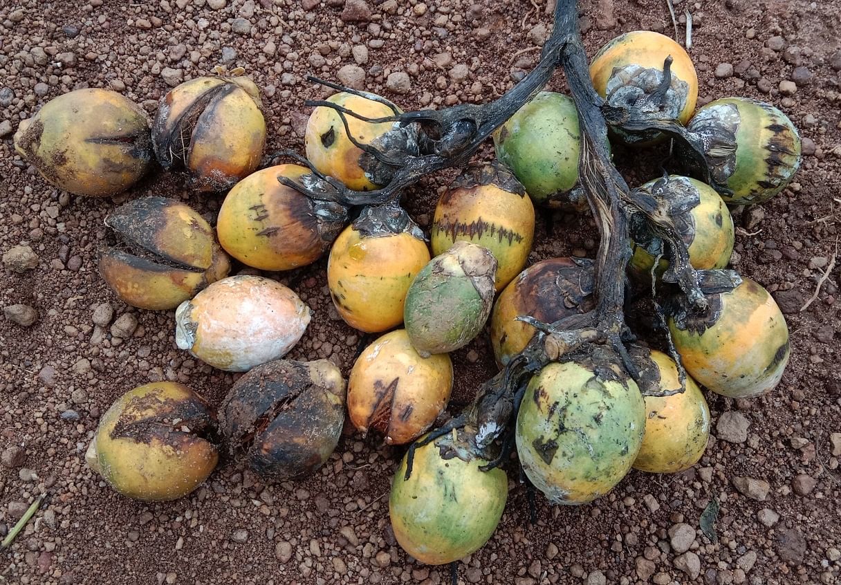 ಕೊಳೆಯಿಂದ ಉದುರಿದ ಅಡಿಕೆ