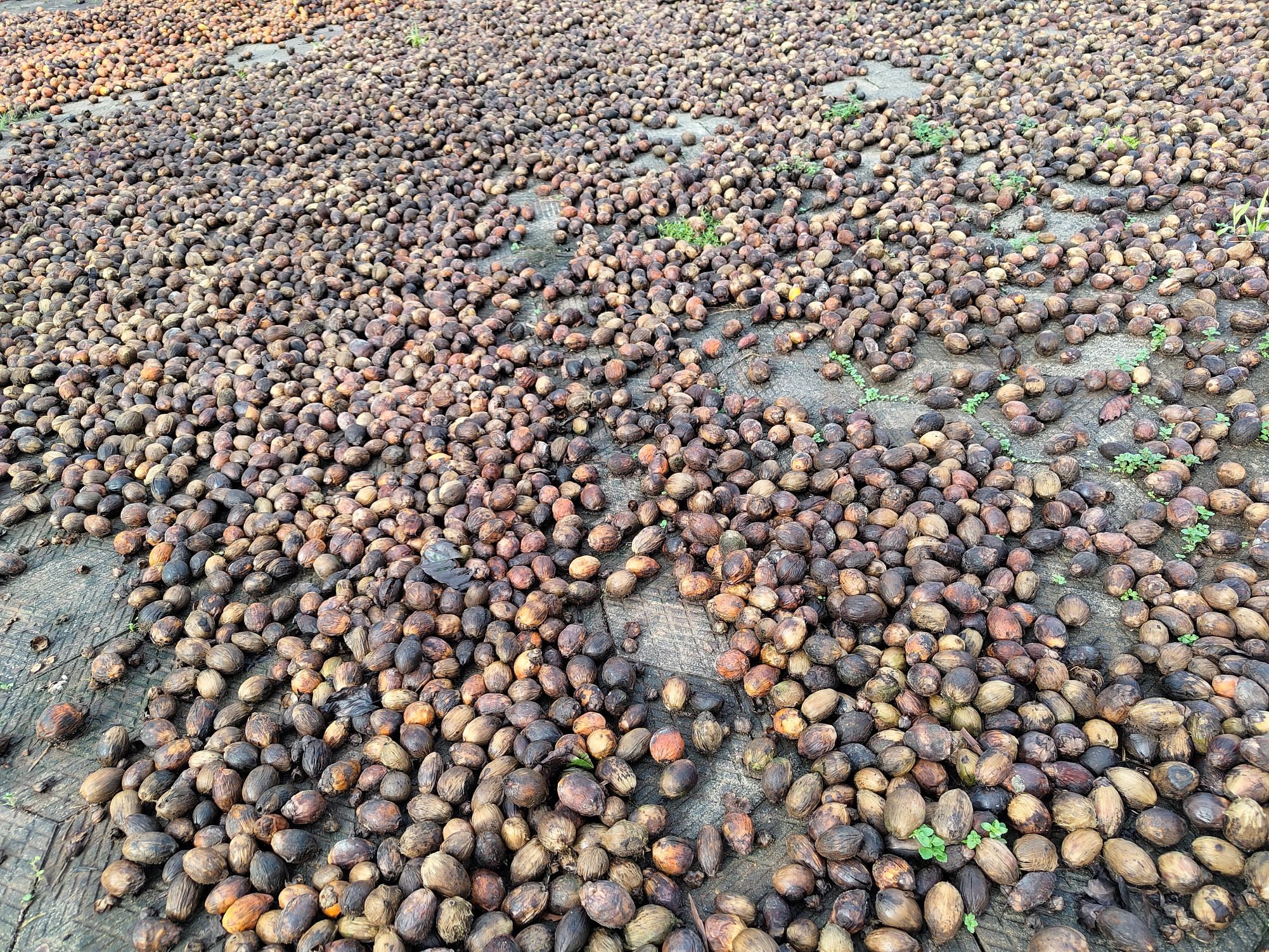 ಕಳಸದಲ್ಲಿ ಒಣಗಿಸಲು ಹರಡಿದ್ದ ಕೆಂಪುಗೋಟು ಅಡಿಕೆ ಮಳೆಯಿಮದಾಗಿ ಕೊಳೆಯುತ್ತಿರುವುದು