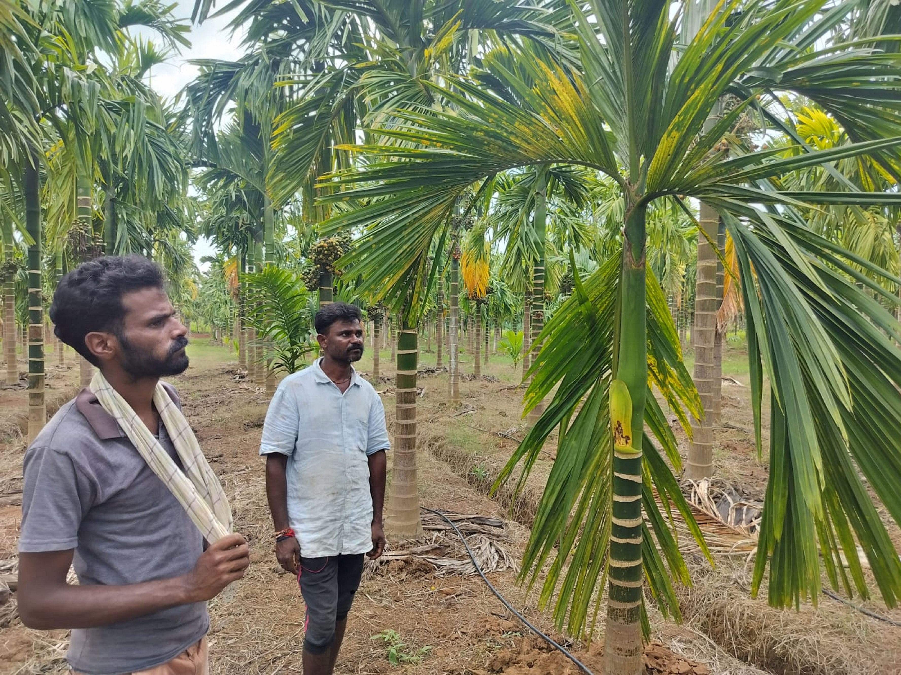 ಶಿರಸಿಯ ಗೋಣೂರಿನಲ್ಲಿ ನೆಕ್ರೋಟಿಕ್‌ ರಿಂಗ್‌ ಸ್ಪಾಟ್‌ ವೈರಸ್‌ ಬಾಧಿತ ಅಡಿಕೆ ಮರಗಳ ಗರಿಗಳು ಹಳದಿಯಾಗಿರುವುದು