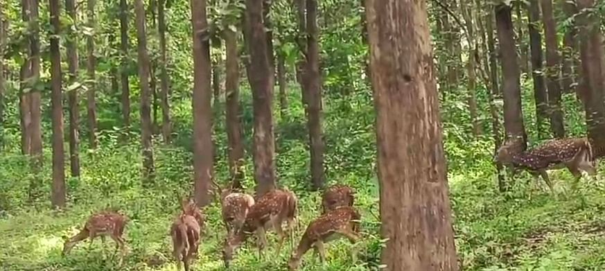 ಉಪ್ಪಿನಂಗಡಿ ಮೀಸಲು ಅರಣ್ಯದ ಅಂಚಿನಲ್ಲಿ ಕಂಡು ಬಂದಿದ್ದ ಜಿಂಕೆಗಳು (ಸಂಗ್ರಹ ಚಿತ್ರ)