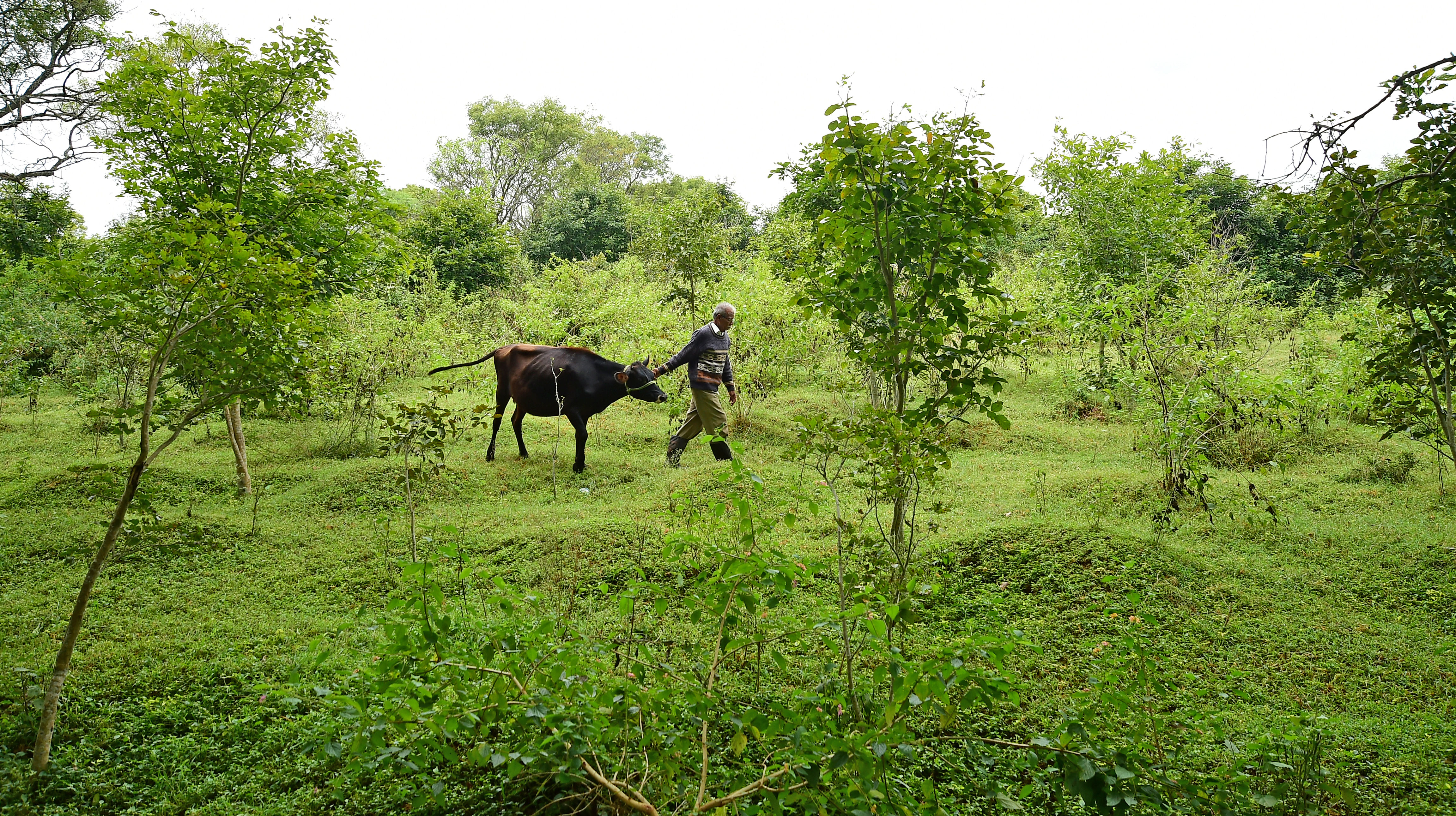 ಹೆಸರಘಟ್ಟ ಹುಲ್ಲುಗಾವಲಿನ ಒಂದು ನೋಟ(ಸಂಗ್ರಹ ಚಿತ್ರ) 