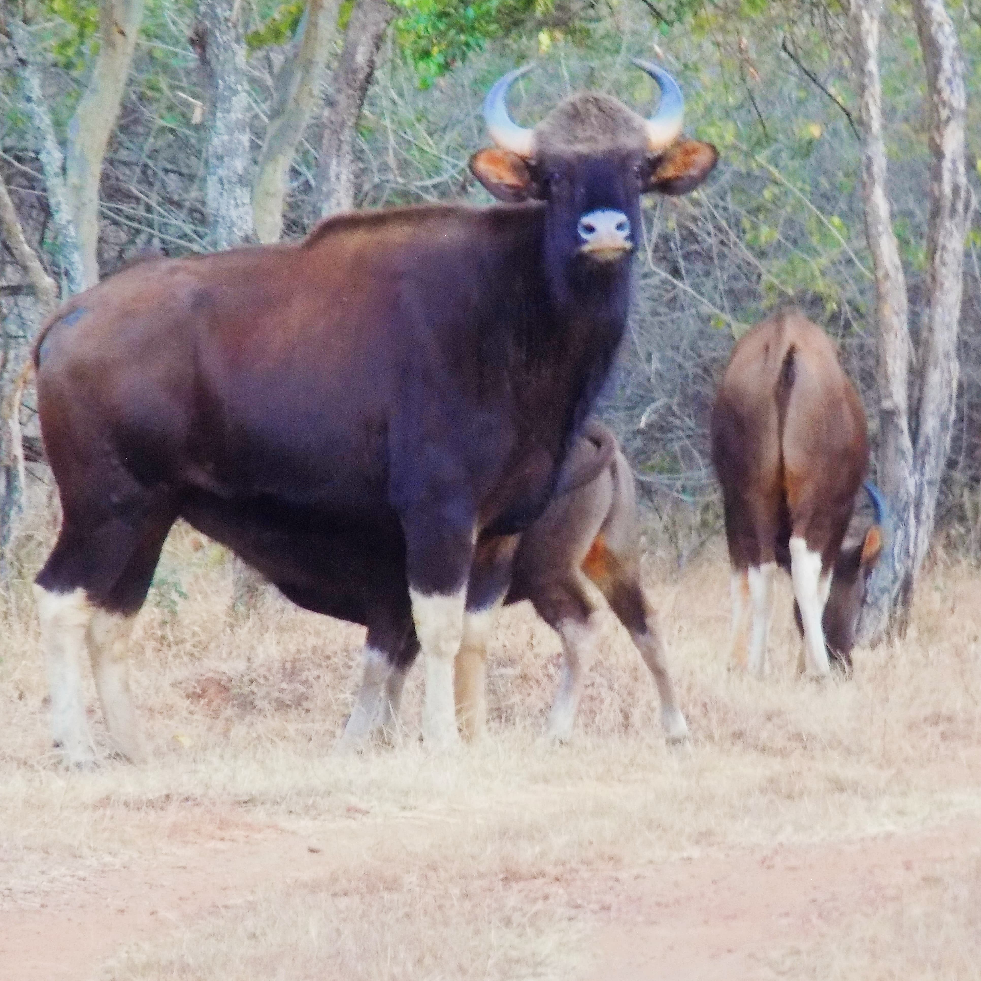 ಹನೂರು ಸಮೀಪದ ಅಜ್ಜೀಪುರದಲ್ಲಿ ಆರಂಭವಾಗಿರುವ ಸಫಾರಿಯಲ್ಲಿ ಪ್ರಾವಾಸಿಗರಿಗೆ ಕಾಣಿಸಿಕೊಂಡಿರುವ ಕಾಟಿಗಳ ಹಿಂಡು