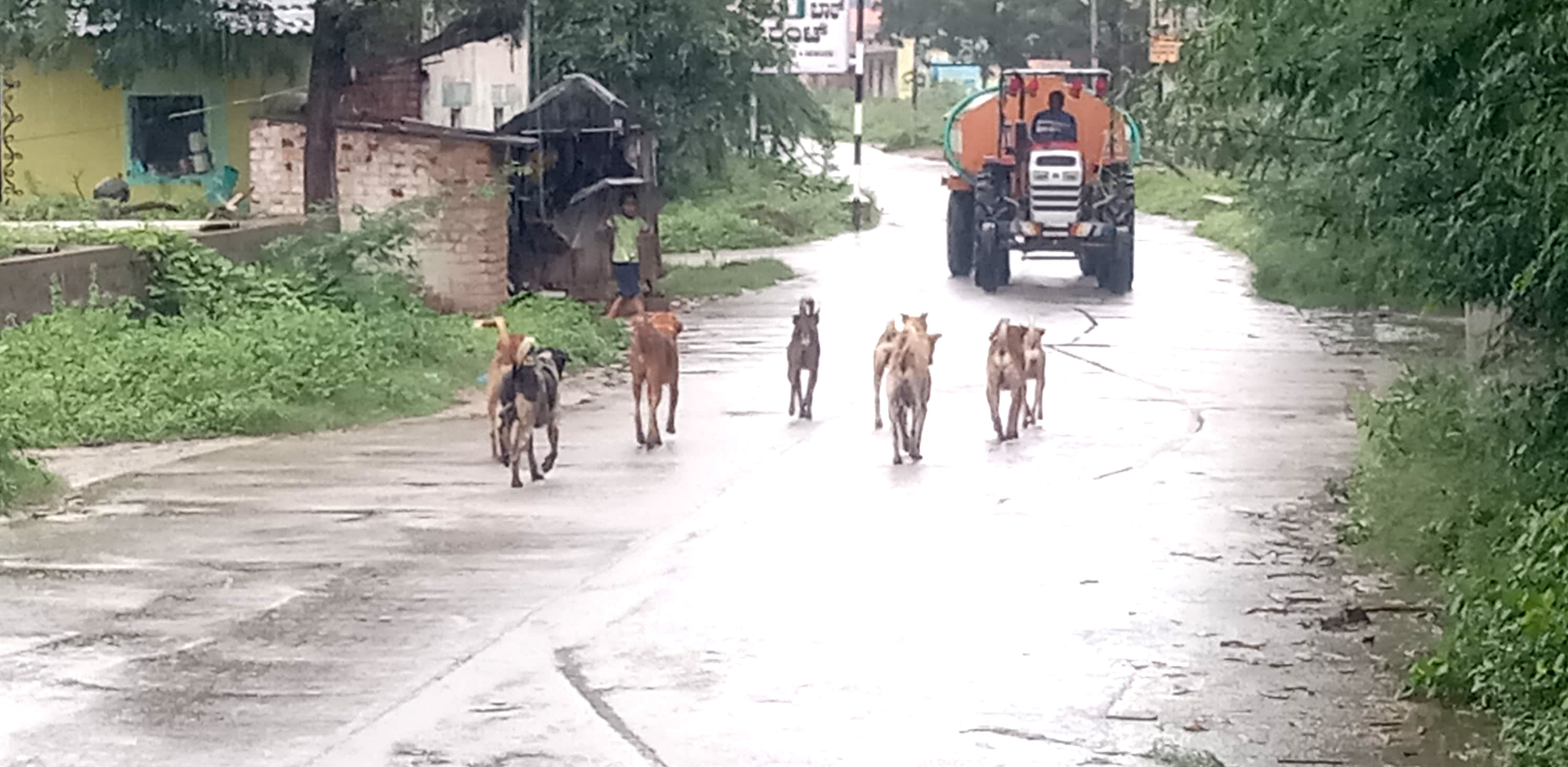 ಮೊಳಕಾಲ್ಮುರು ಸಮೀಪದ ಗ್ರಾಮದಲ್ಲಿ ಕಂಡುಬಂದ ಬೀದಿನಾಯಿ ಹಿಂಡು