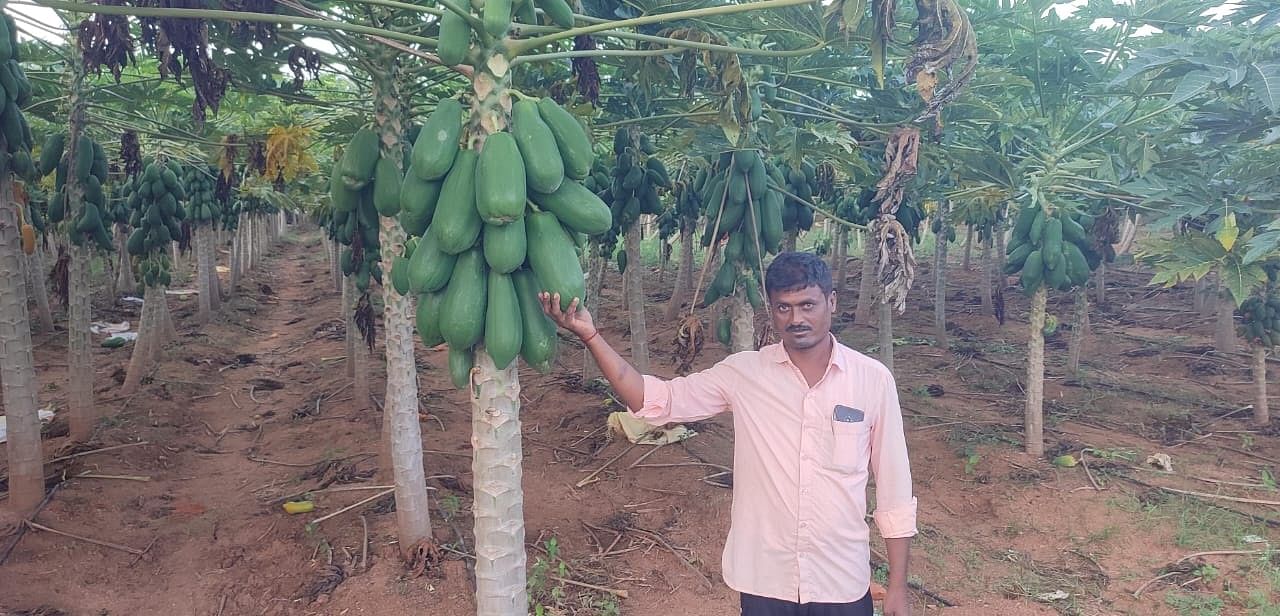 ಗಜೇಂದ್ರಗಡ ಸಮೀಪದ ಜಿಗೇರಿ ಗ್ರಾಮದಲ್ಲಿ ಯಶಸ್ವಿಯಾಗಿ ಪಪ್ಪಾಯಿ ಬೆಳೆದು ಲಾಭ ಪಡೆಯುತ್ತಿರುವ ಸಂಜೀವಪ್ಪ ಲೆಕ್ಕಿಹಾಳ ಅವರ ತೋಟದ ನೋಟ