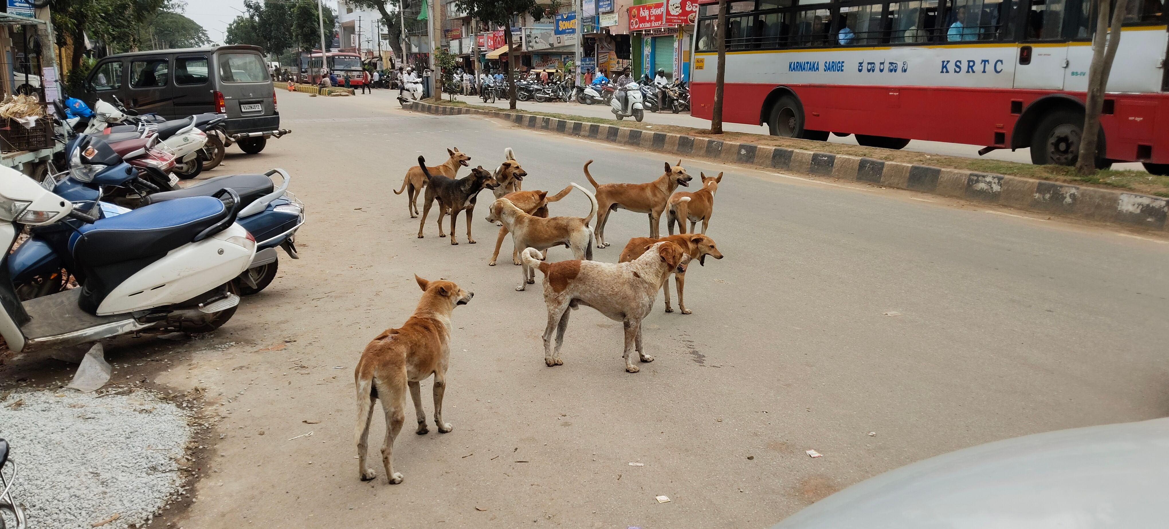 ಚಿಕ್ಕಬಳ್ಳಾಪುರದಲ್ಲಿ ನಾಯಿಗಳ ಹಿಂಡು