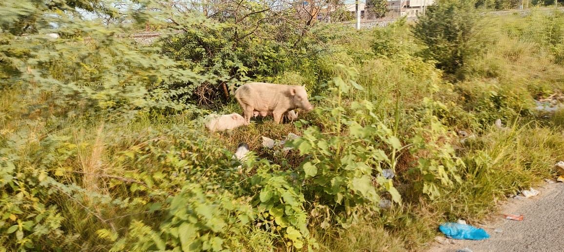 ಗೌರಿಬಿದನೂರು ರೈಲ್ವೆ ಸಮಾನಂತರ ರಸ್ತೆ ಪಕ್ಕದ ಬಡಾವಣೆಯಲ್ಲಿನ ನಿವೇಶನಗಳ ಸ್ಥಿತಿ