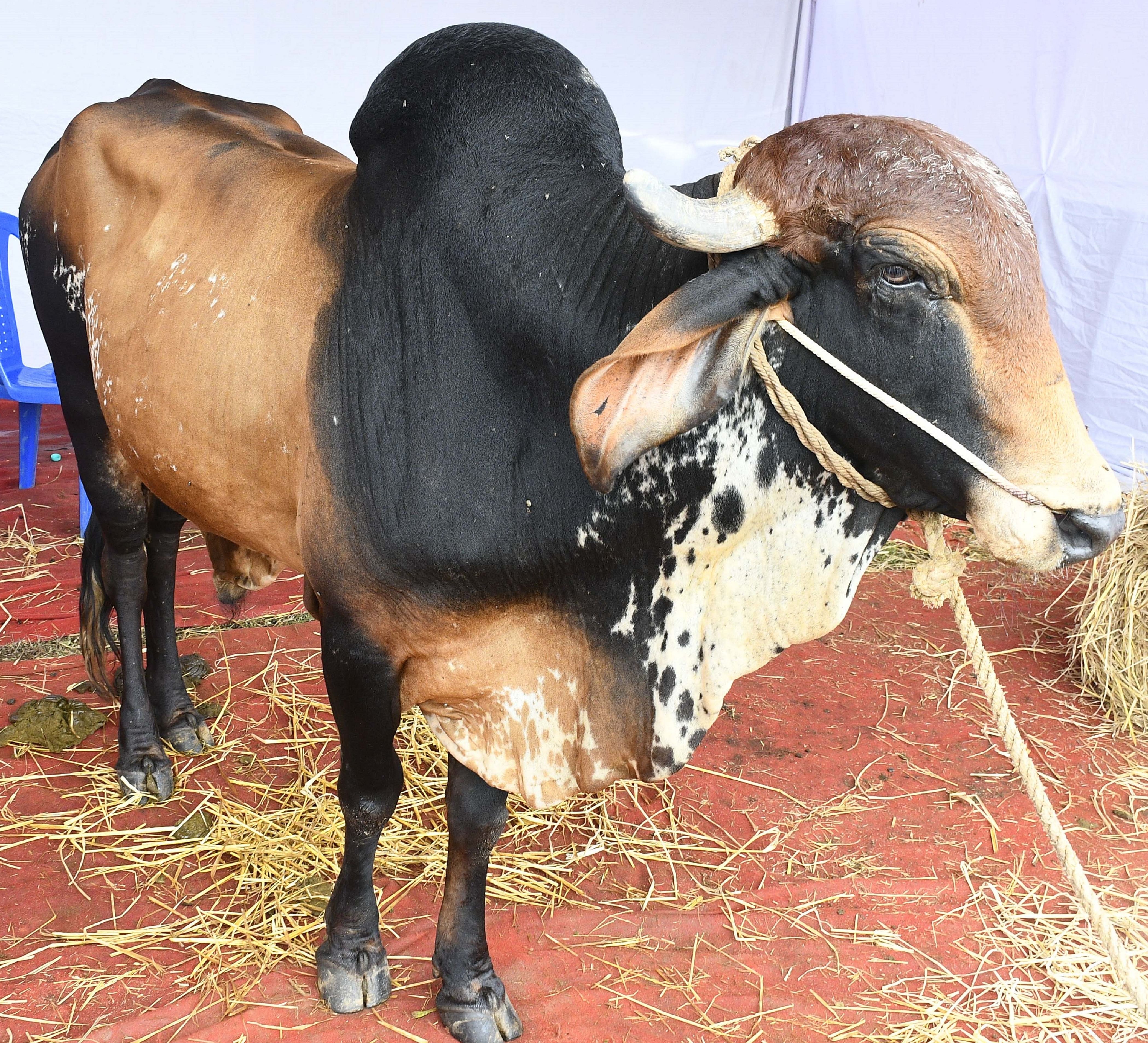 ತೋಟಗಾರಿಕೆ ಮೇಳದಲ್ಲಿ ಗುಜರಾತ್‌ ಮೂಲದ ಗೀರ್‌ ತಳಿಯ ಹೋರಿ 