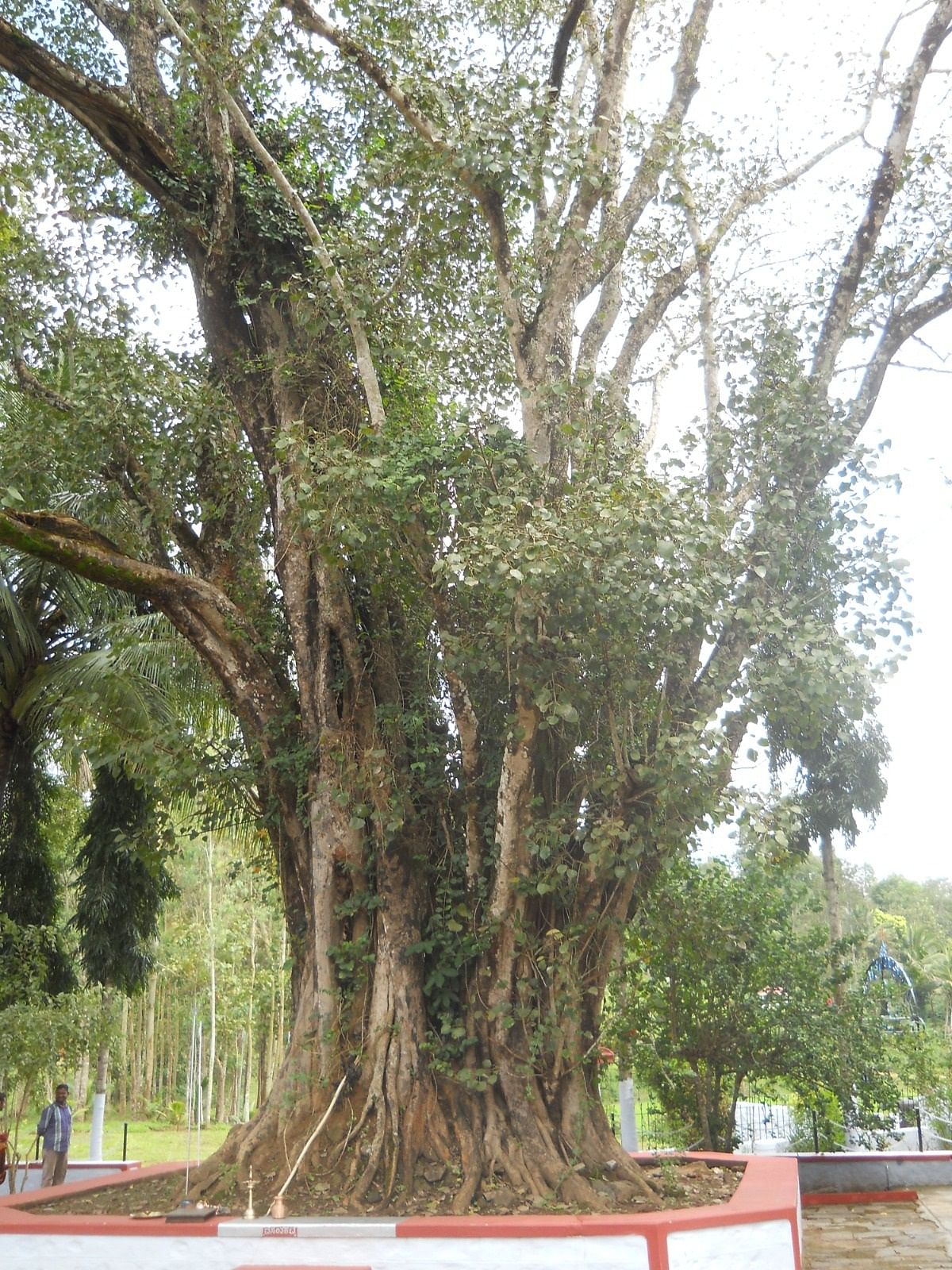 ದೇವಾಲಯದ ಮುಂಭಾಗ ಇರುವ ಅರಳಿ ಮರ