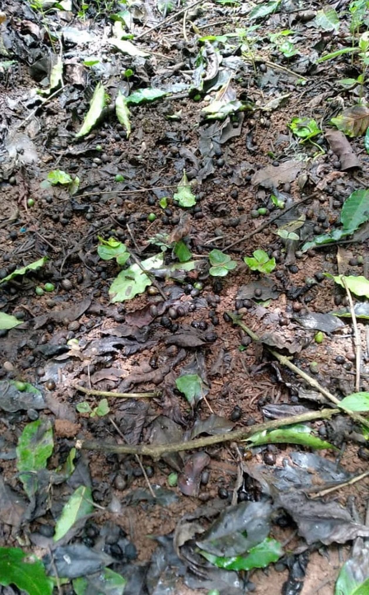 ಸತತ ಮಳೆಯಿಂದ ಕಾಫಿ ಫಸಲು ಉದುರಿ ನೆಲಕಚ್ಚಿರುವುದು