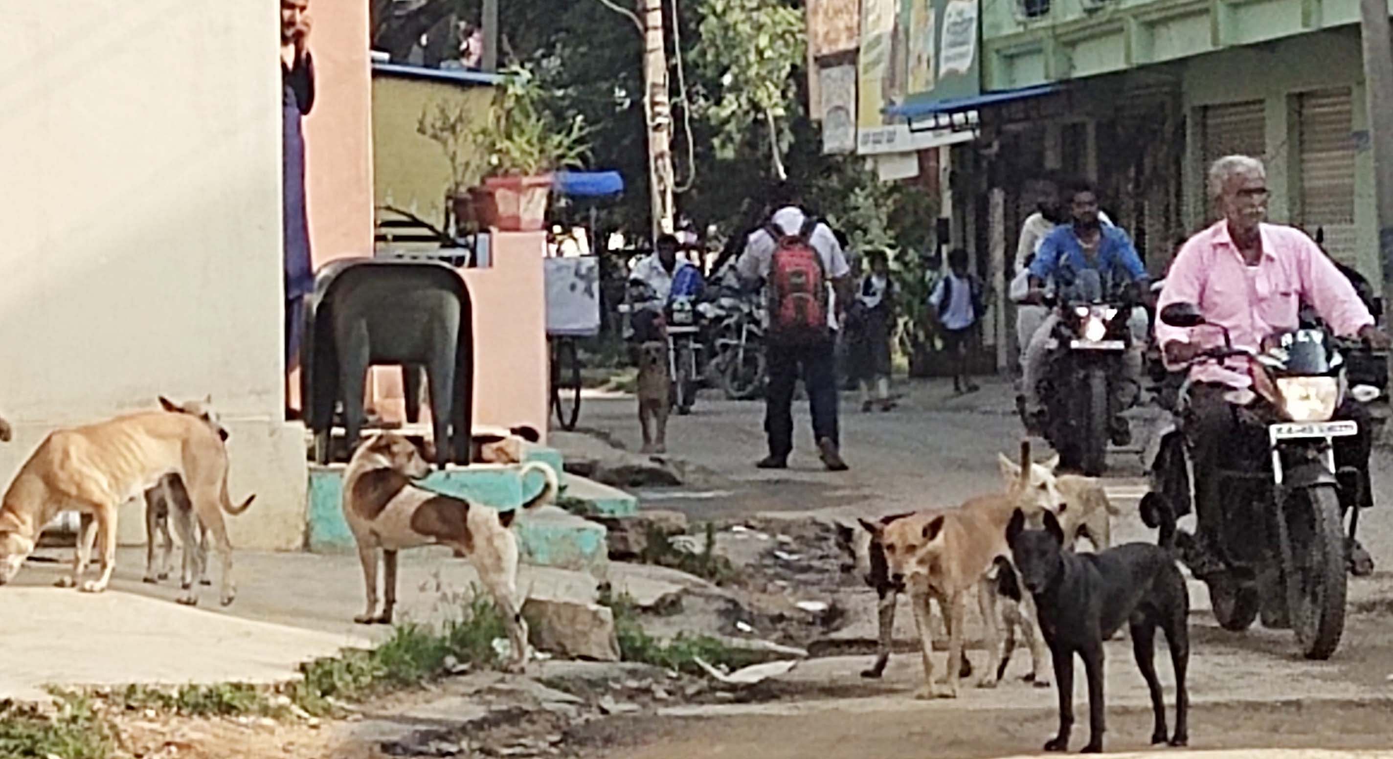 ಬಾಗೇಪಲ್ಲಿ ಪಟ್ಟಣದ ಕೊತ್ತಪಲ್ಲಿ ರಸ್ತೆಯಲ್ಲಿ ಬೀದಿನಾಯಿಗಳ ಗುಂಪು ಅಡ್ಡಾದಿಡ್ಡಿಯಾಗಿ ಬೀಡುಬಿಟ್ಟಿರುವುದು.