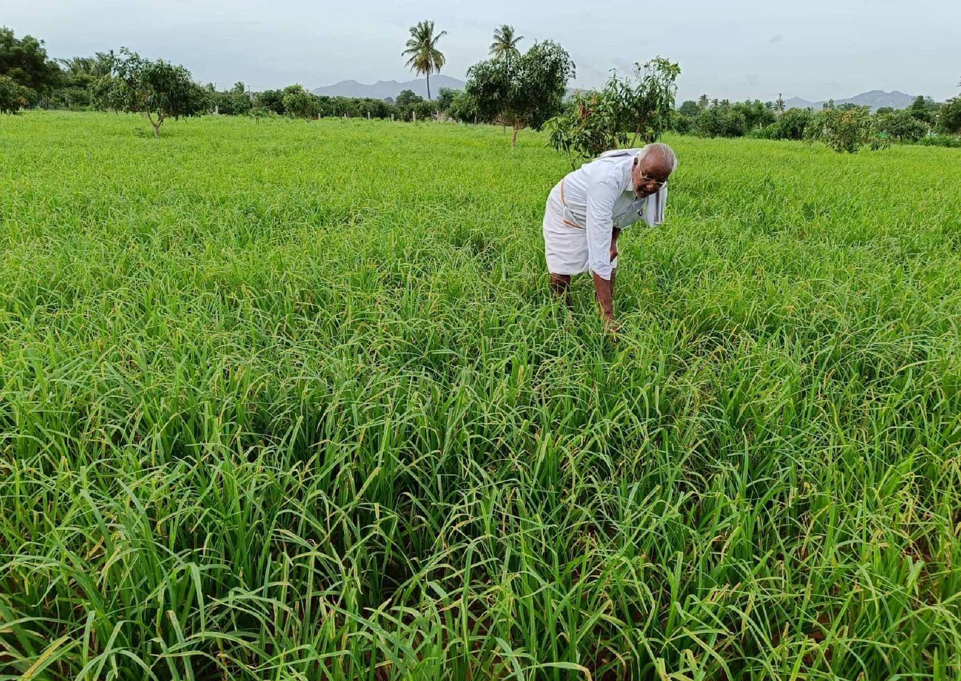 ಕೋಲಾರ ತಾಲ್ಲೂಕಿನ ತೊಟ್ಲಿ ‌ಗ್ರಾಮದ ಬಳಿ ರಾಗಿ ಬೆಳೆ ವೀಕ್ಷಿಸಿದ ರೈತ