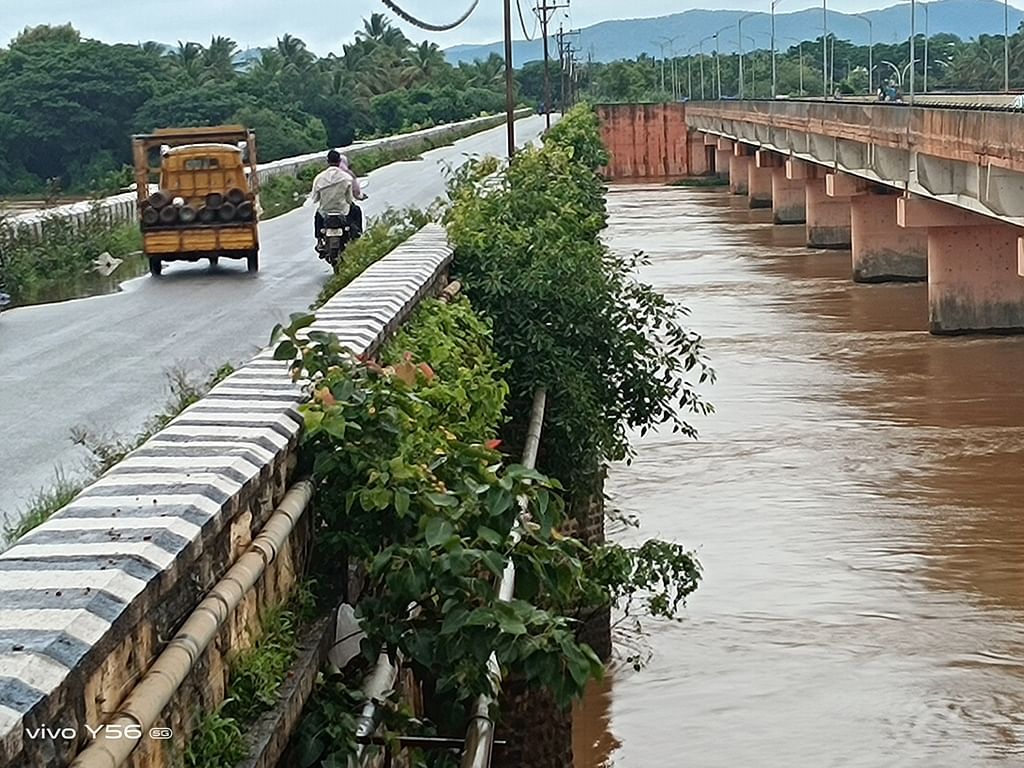 ಹೊನ್ನಾಳಿ ತುಂಗಭದ್ರಾ ಸೇತುವೆ ಗೀಡೆ ಮೇಲೆ ಬೆಳೆದಿರುವ ಅರಳಿಮರದ ಗಿಡಗಳು