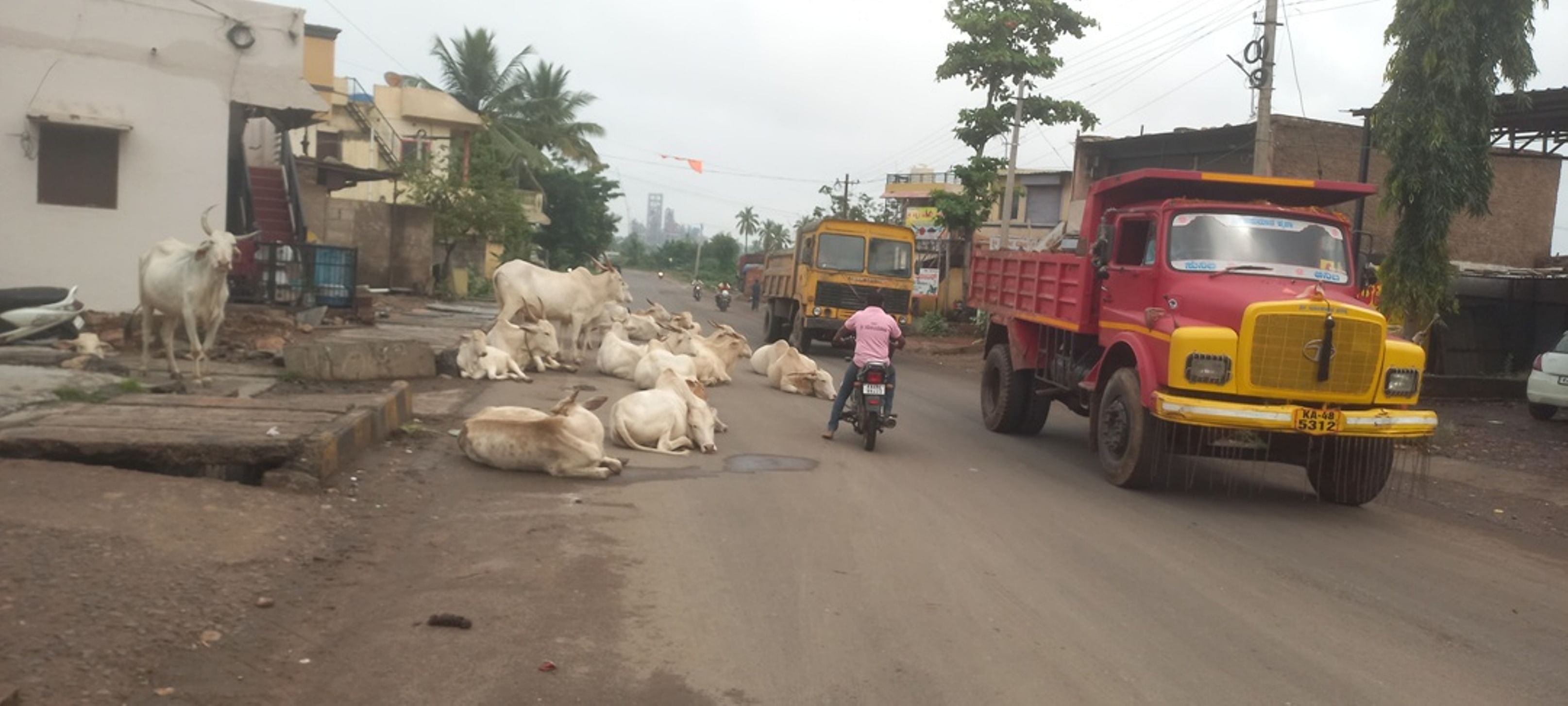 ಲೋಕಾಪುರ ರಾಜ್ಯ ಹೆದ್ದಾರಿ ಸಂಪರ್ಕಿಸುವ ಬಸವೇಶ್ವರ ವೃತ್ತದಲ್ಲಿ ಬಿಡಾಡಿ ದನಗಳು ಮಲಗಿವೆ