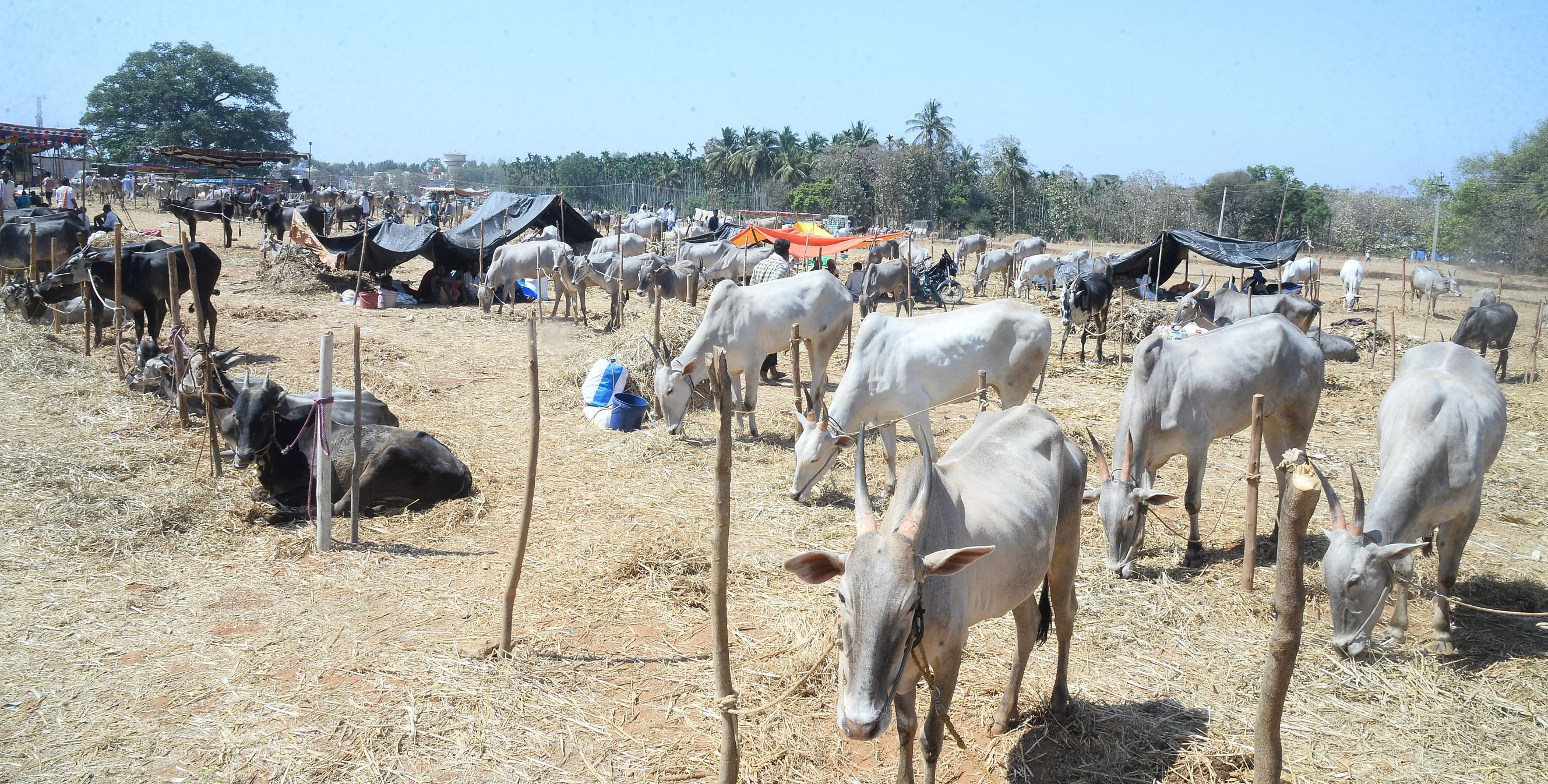 ಸಾಂಕೇತಿಕ ಚಿತ್ರ