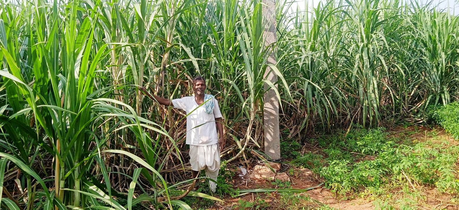 ಕುಷ್ಟಗಿ ತಾಲ್ಲೂಕು ತಳುವಗೇರಾದ ತಿಪ್ಪಣ್ಣ ಹಡಪದ ಜಮೀನಿನಲ್ಲಿ ಸಾವಯವ ಪದ್ಧತಿಯೊಂದಿಗೆ ಬೆಳೆದಿರುವ ಕಬ್ಬು