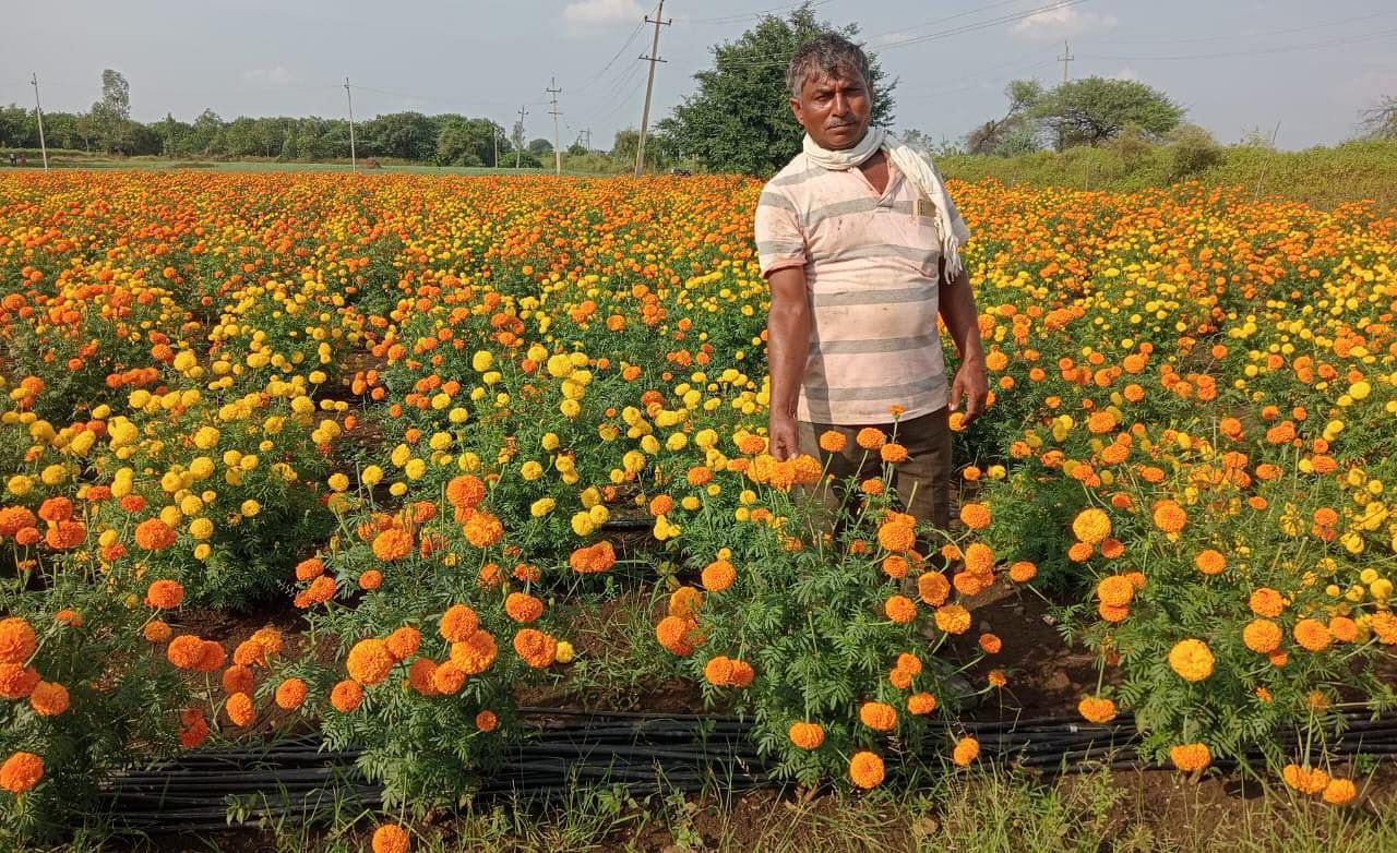 ಚೆಂಡು ಹೂವು ಬೆಳೆದಿರುವ ಕಮಲನಗರ ತಾಲ್ಲೂಕಿನ ಸಾವಳಗಿ ಗ್ರಾಮದ ರೈತ ಶೇಕ್ ಮುಸ್ತಫಾ 