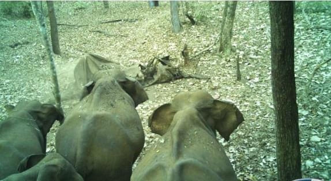 ಆನೆಯ ಮೃತದೇಹದ ಮುಂದೆ ನಿಂತಿರುವ ಕಾಡಾನೆಗಳ ಹಿಂಡು