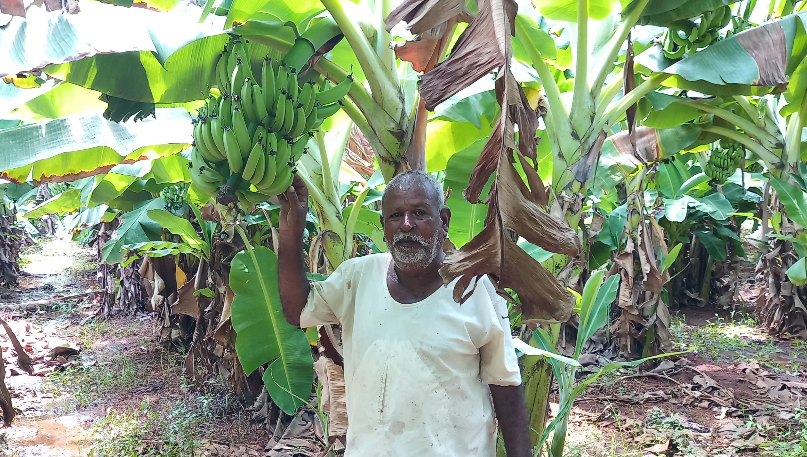 ಕಲಾದಗಿ ಸಮೀಪದ ಹಿರೇಸಂಶಿ ಗ್ರಾಮದ ಹಣಮಂತ ಪೂಜಾರ ಅವರು ಬೆಳೆದ ಸಮೃದ್ಧಿ ಬಾಳೆ