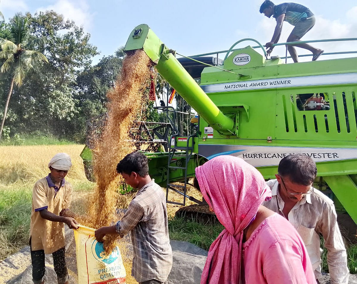 ಭತ್ತ ಕಟಾವು ಯಂತ್ರದ ಮೂಲಕ ಕಟಾವು ಮಾಡುತ್ತಿರುವುದು