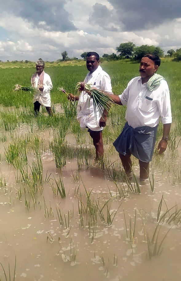 ವಿಜಯನಗರ ಜಿಲ್ಲೆಯ ಹೂವಿನಹಡಗಲಿ ತಾಲ್ಲೂಕಿನ ಕೆಂಚಮನಹಳ್ಳಿಯಲ್ಲಿ ಮಳೆಯಿಂದ ಜಲಾವೃತವಾಗಿರುವ ಈರುಳ್ಳಿ ಫಸಲು