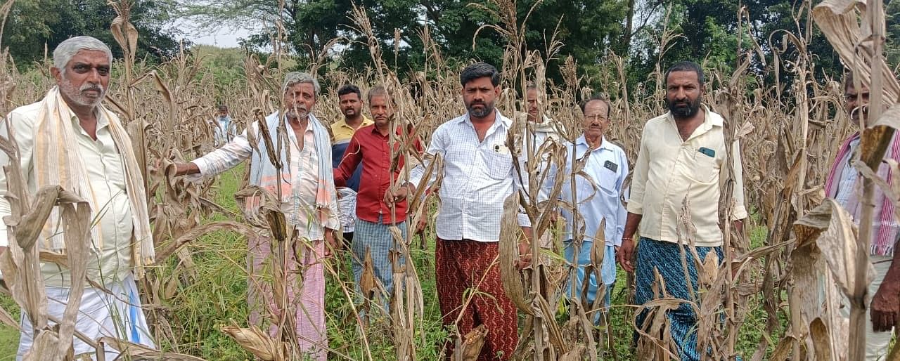 ಚಿಕ್ಕಜಾಜೂರು ಸಮೀಪದ ಚನ್ನಪಟ್ಟಣ ಗ್ರಾಮದ ಮಂಜುನಾಥ ಅವರ ಜಮೀನಿನಲ್ಲಿ ಬೆಳೆದು ನಿಂತಿರುವ ಮೆಕ್ಕೆಜೋಳದ ದಂಟಿನಲ್ಲಿ ತೆನೆಗಳು ಸಣ್ಣಗಿರುವುದನ್ನು ತೋರಿಸುತ್ತಿರುವ ರೈತರು 