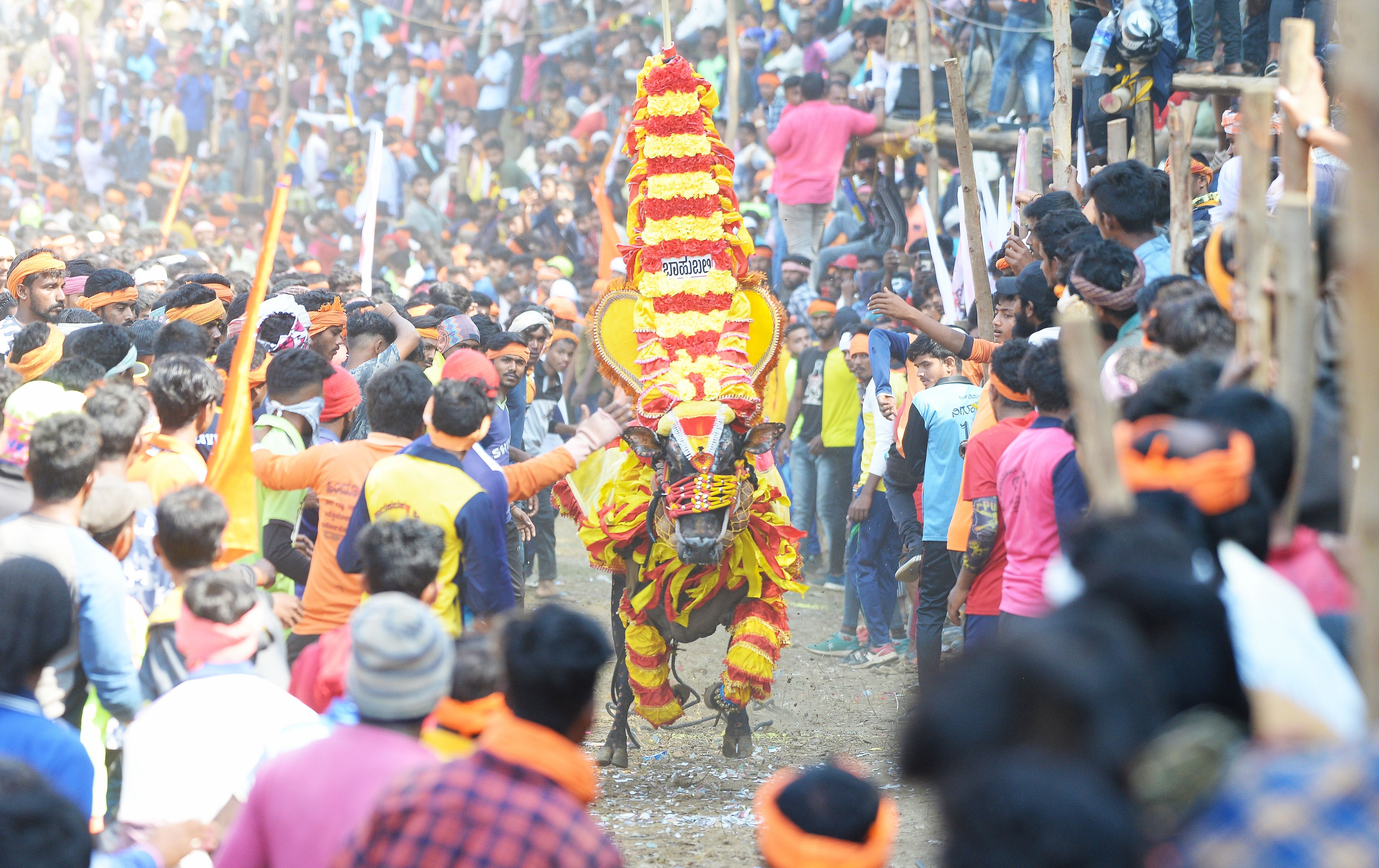 ಹಾನಗಲ್‌ನಲ್ಲಿ ಆಯೋಜಿಸಿದ್ದ ಹೋರಿ ಹಬ್ಬದಲ್ಲಿ ಕಿಕ್ಕಿರಿದು ಸೇರಿದ್ದ ಜನರ ನಡುವೆ ಓಡಿದ ಹೋರಿ