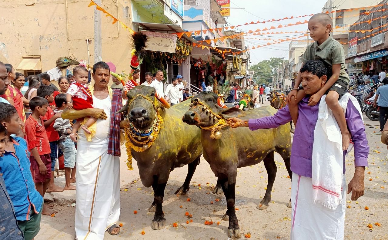 ಹರಪನಹಳ್ಳಿ ಭಾಗದಲ್ಲಿ ಗೌಳೇರ ಬೀದಿಗಳಲ್ಲಿ ನಡೆಯುವ ಎಮ್ಮೆಗಳ ಮೆರವಣಿಗೆ