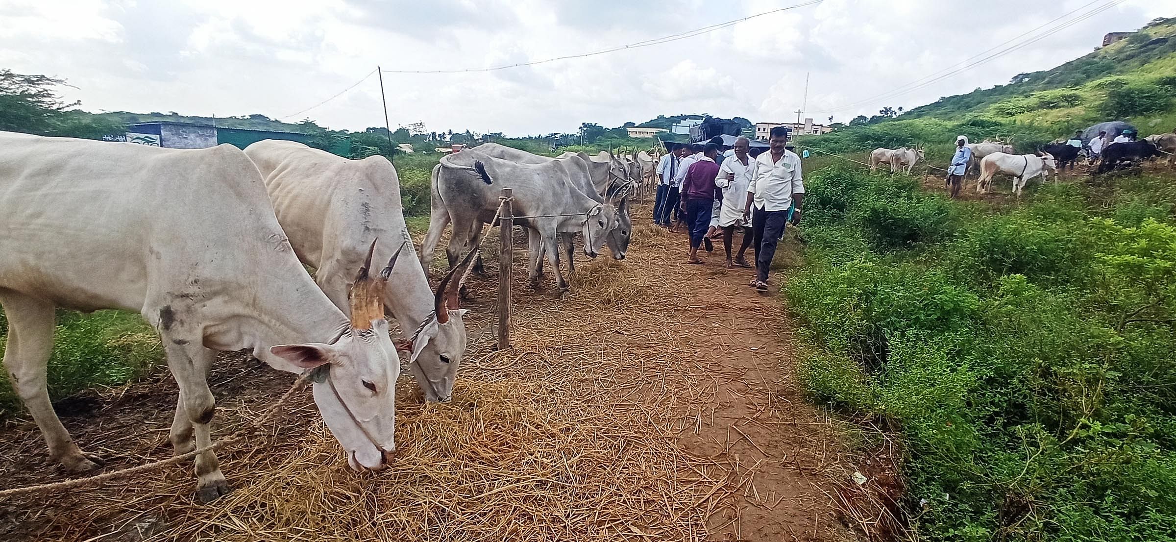 ರಾಣೆಬೆನ್ನೂರು ತಾಲ್ಲೂಕಿನ ದೇವರಗುಡ್ಡ ದಸರಾ ಜಾನುವಾರು ಜಾತ್ರೆಗೆ ಆಗಮಿಸಿದ ರಾಸುಗಳು 