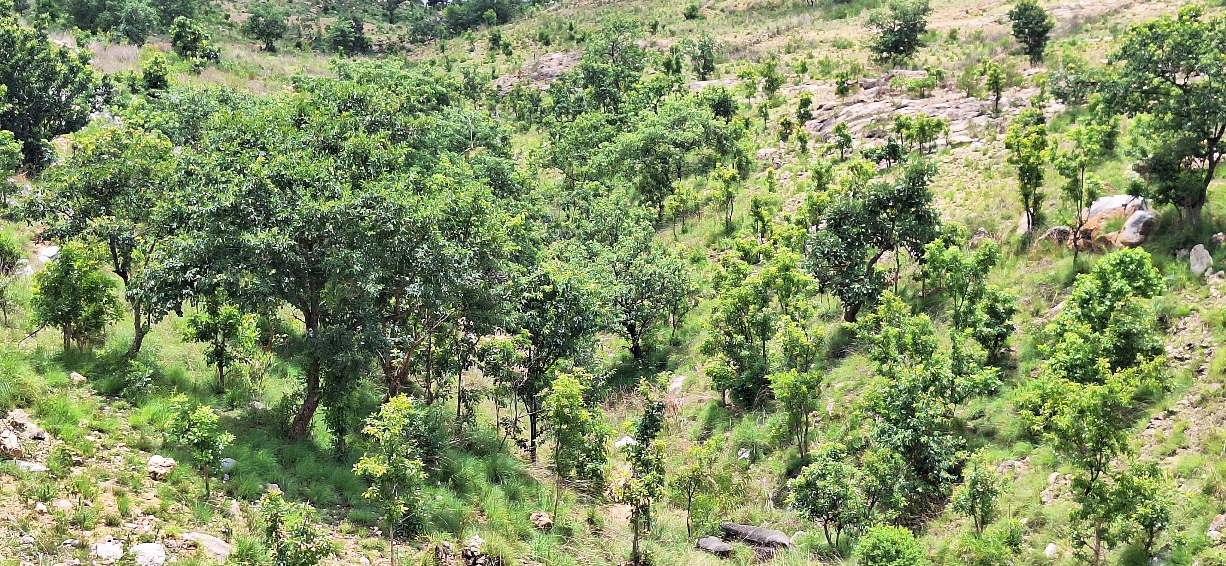 ತಿಪಟೂರು ತಾಲ್ಲೂಕಿನ ಮಂಚೆಕಲ್ಲು ಬೆಟ್ಟ