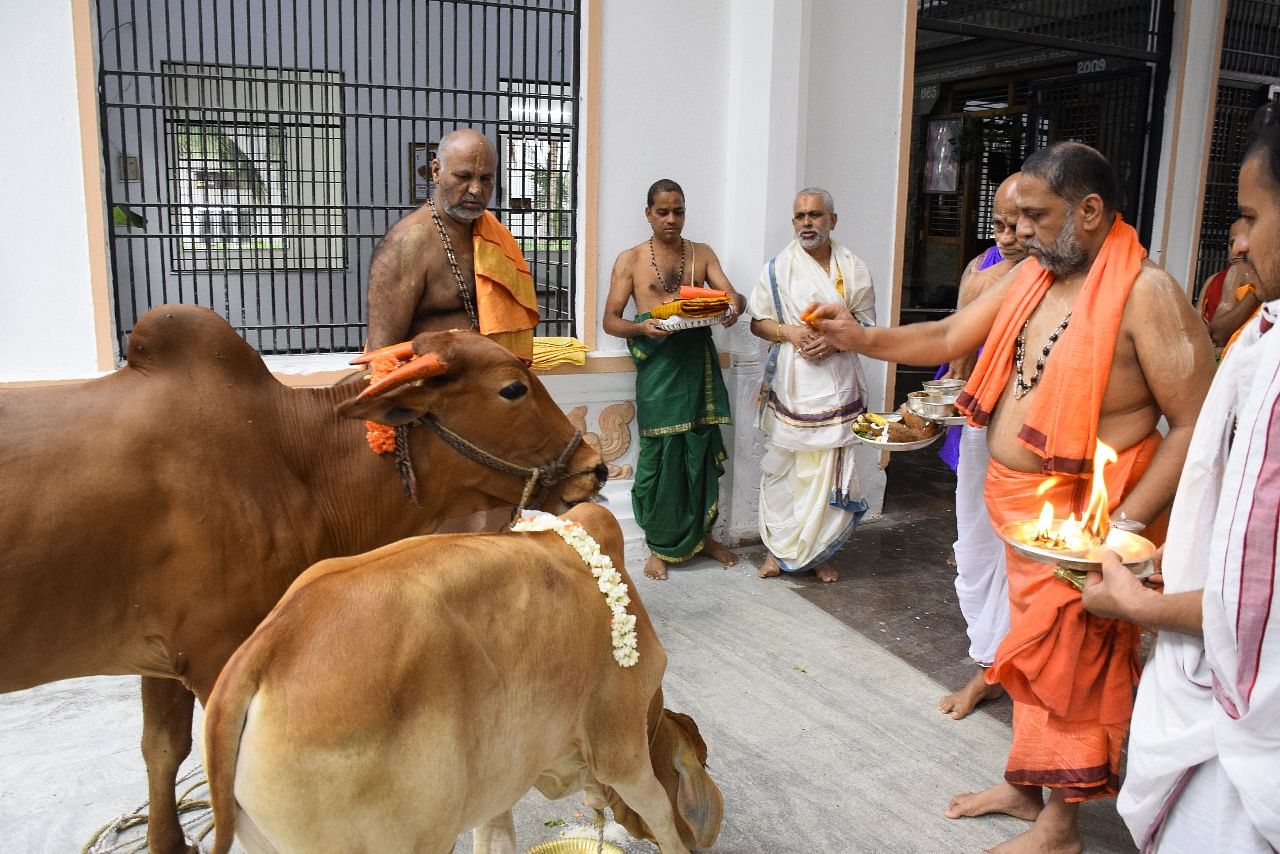 ಮಂತ್ರಾಲಯದಲ್ಲಿ ಗುರುವಾರ ಸುಬುದೇಂದ್ರ ತೀರ್ಥರು ಗೋಪೂಜೆ ನೆರವೇರಿಸಿದರು