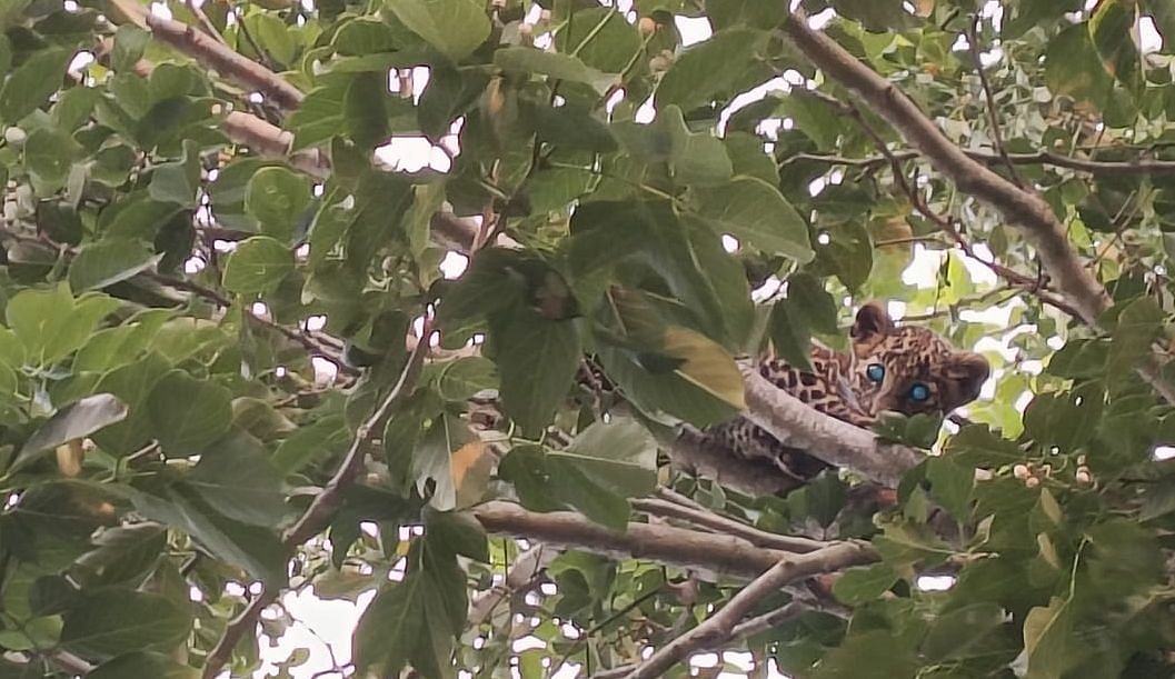 ದೊಡ್ಡಬಳ್ಳಾಪುರ ತಾಲ್ಲೂಕಿನ ಲಕ್ಕಸಂದ್ರ ಕ್ರಾಸ್‌ನಲ್ಲಿ ಮರಿಗಳೊಂದಿಗೆ ಚಿರತೆ ಮರದ ಮೇಲೆ ಕುಳಿತಿರುವುದು  