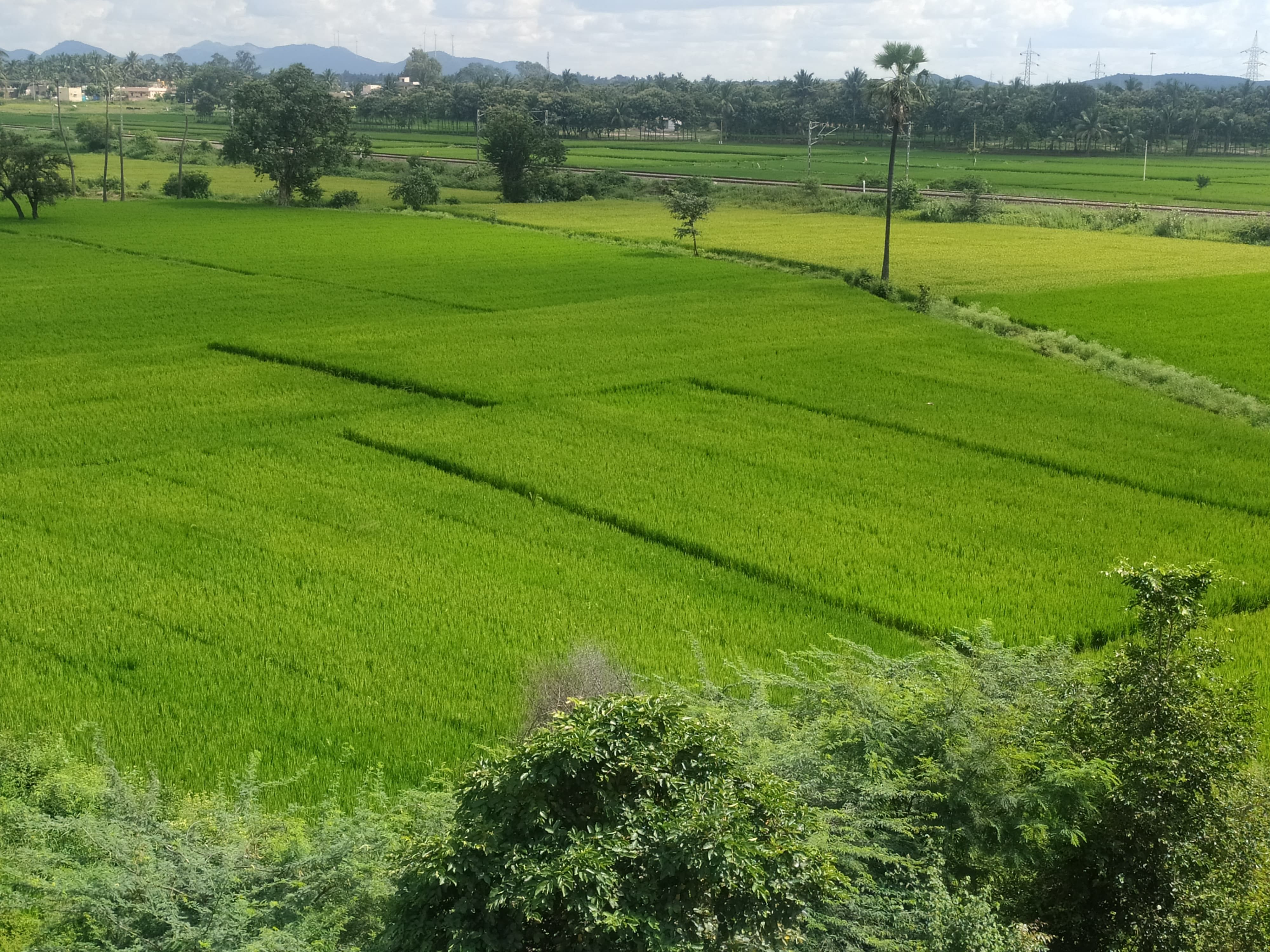 ಮುನಿರಾಬಾದ್ ಸಮೀಪ ಬೇವಿನಹಳ್ಳಿ ಬಳಿ ಕಂಡುಬರುವ ದೃಶ್ಯ