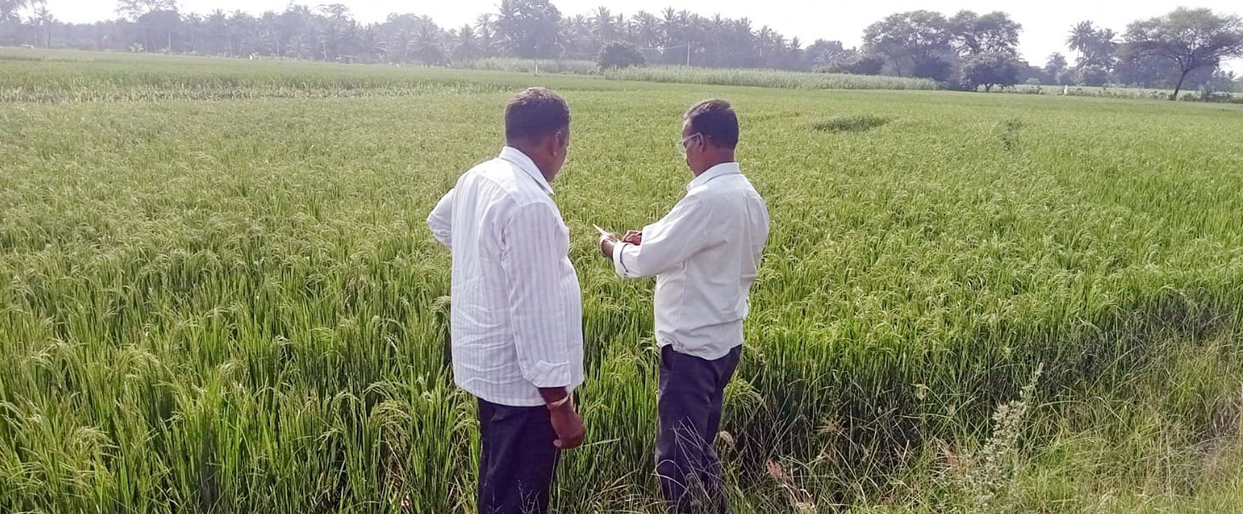 ಯಳಂದೂರು ತಾಲ್ಲೂಕಿನ ಕಬಿನಿ ಕಾಲುವೆ ನೀರಿನಿಂದ ಸಮೃದ್ಧಗೊಂಡ ಮದ್ದೂರು ಸುತ್ತಮುತ್ತಲ ಹೊಲ, ಗದ್ದೆಗಳ ಪರಿಸರ