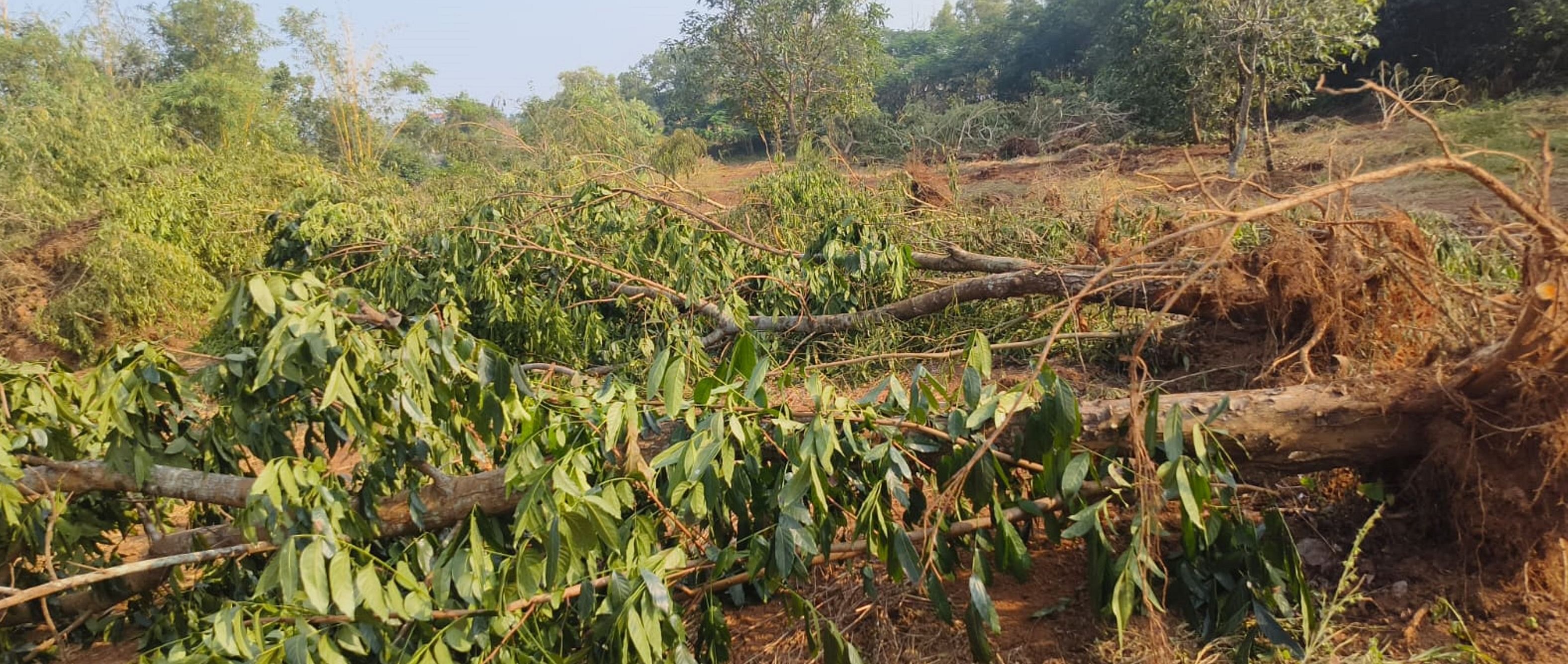 ಮೂಡುಶೆಡ್ಡೆಯ ಗಾಲ್ಫ್‌ಕೋರ್ಸ್‌ನಲ್ಲಿ ಮರಗಳನ್ನು ತೆರವುಗೊಳಿಸಿರುವುದು